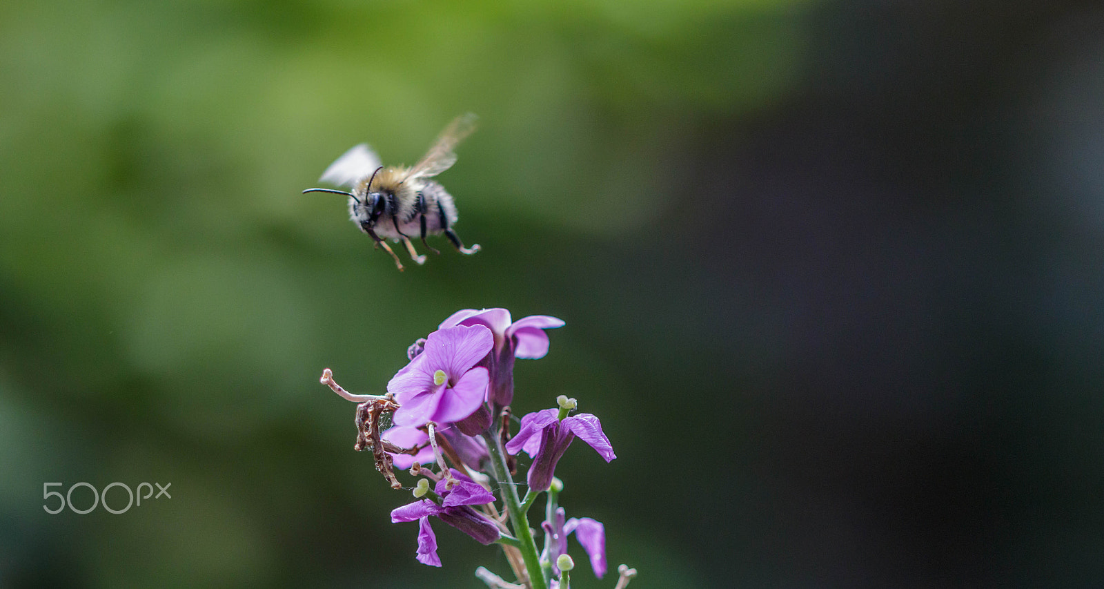 Canon EF 100mm F2.8 Macro USM sample photo. Take off photography