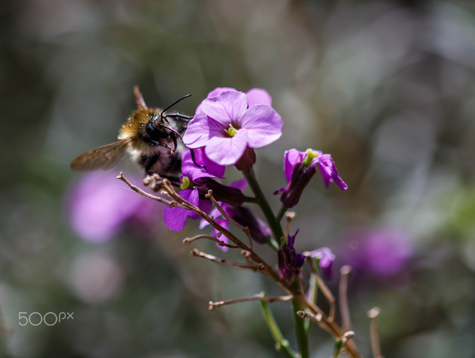 Canon EF 100mm F2.8 Macro USM sample photo. Landed photography