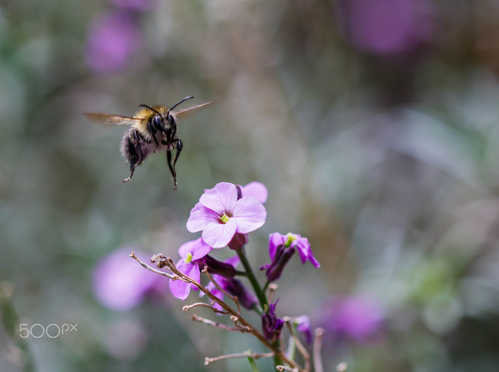 Canon EF 100mm F2.8 Macro USM sample photo. Coming in to land photography