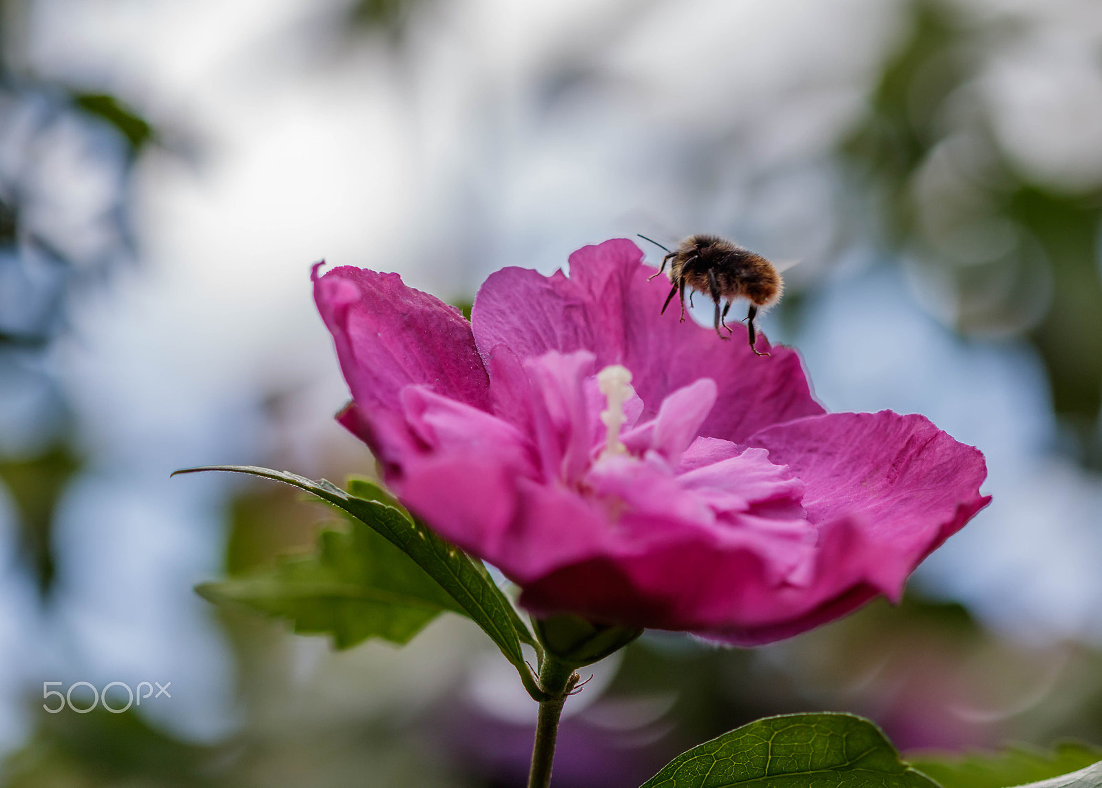 Canon EF 100mm F2.8 Macro USM sample photo. Hoving photography