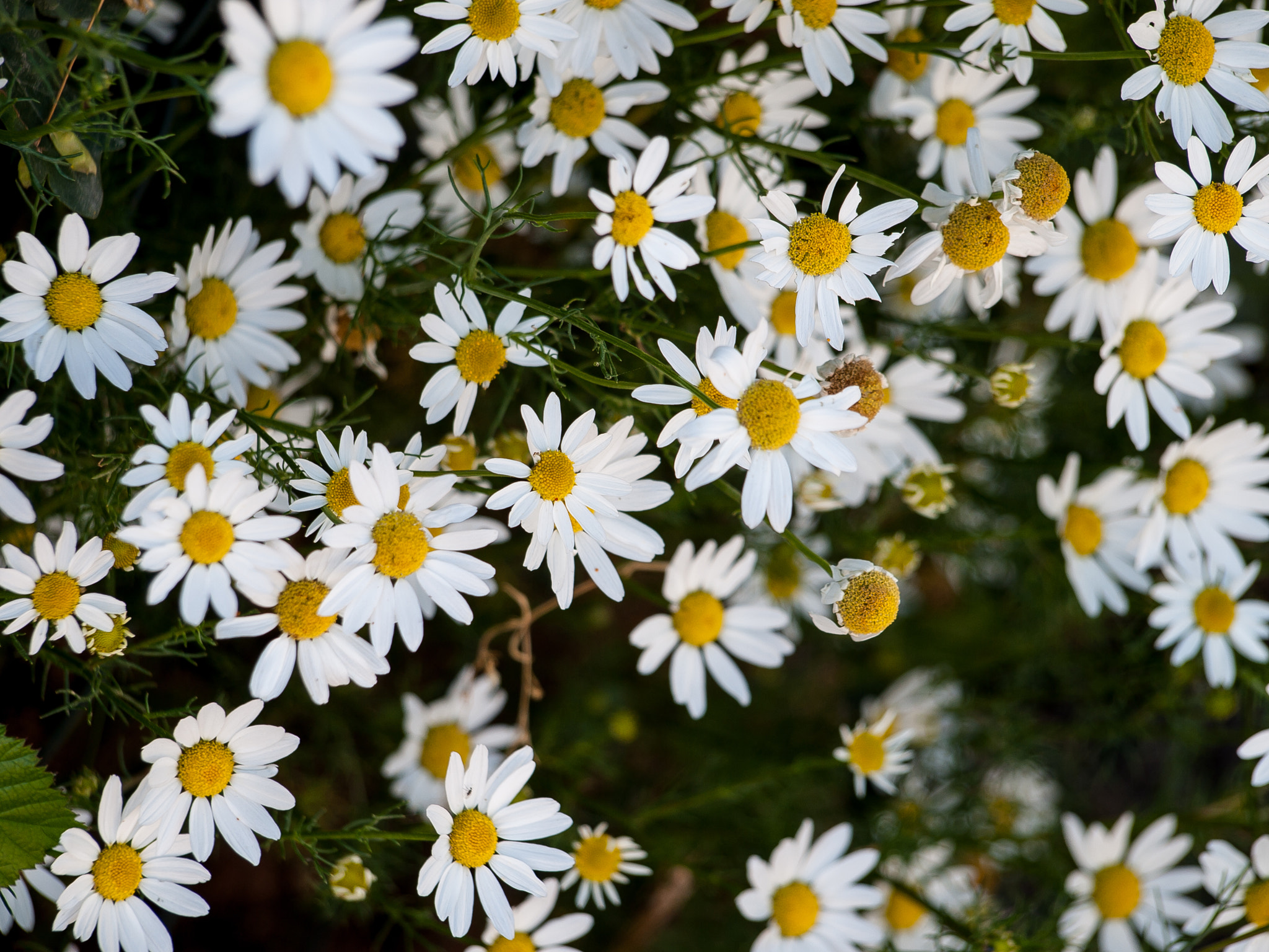 Olympus Zuiko Digital ED 40-150mm F4.0-5.6 sample photo. Chamomile photography