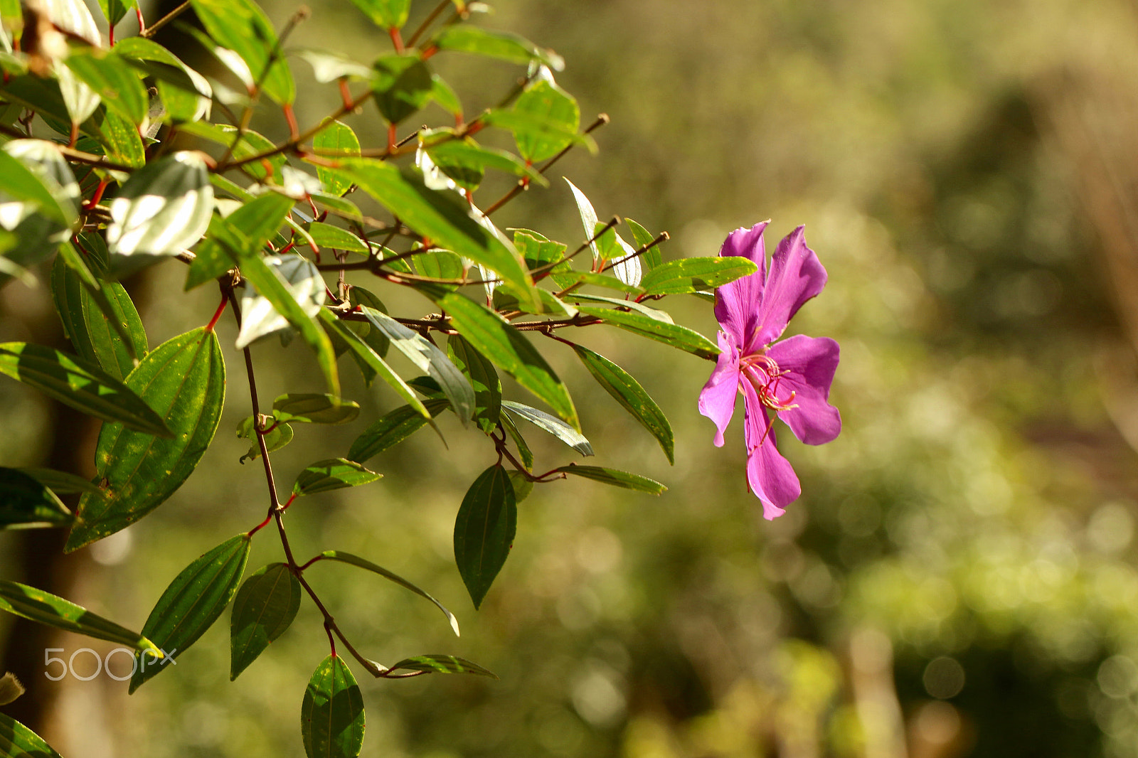 Canon EF 100mm F2.8L Macro IS USM sample photo. Pink flower photography