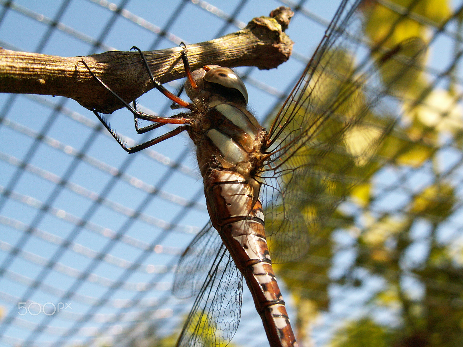 KONICA MINOLTA DiMAGE Z3 sample photo. Dragonfly photography