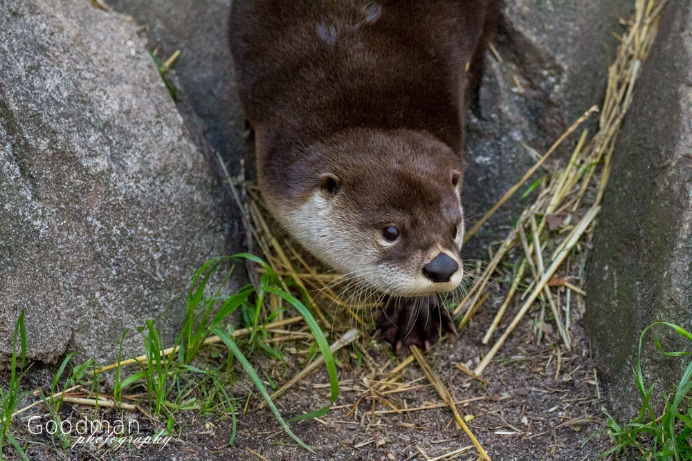 Canon EOS 700D (EOS Rebel T5i / EOS Kiss X7i) + Canon EF 100-400mm F4.5-5.6L IS II USM sample photo. Otter photography