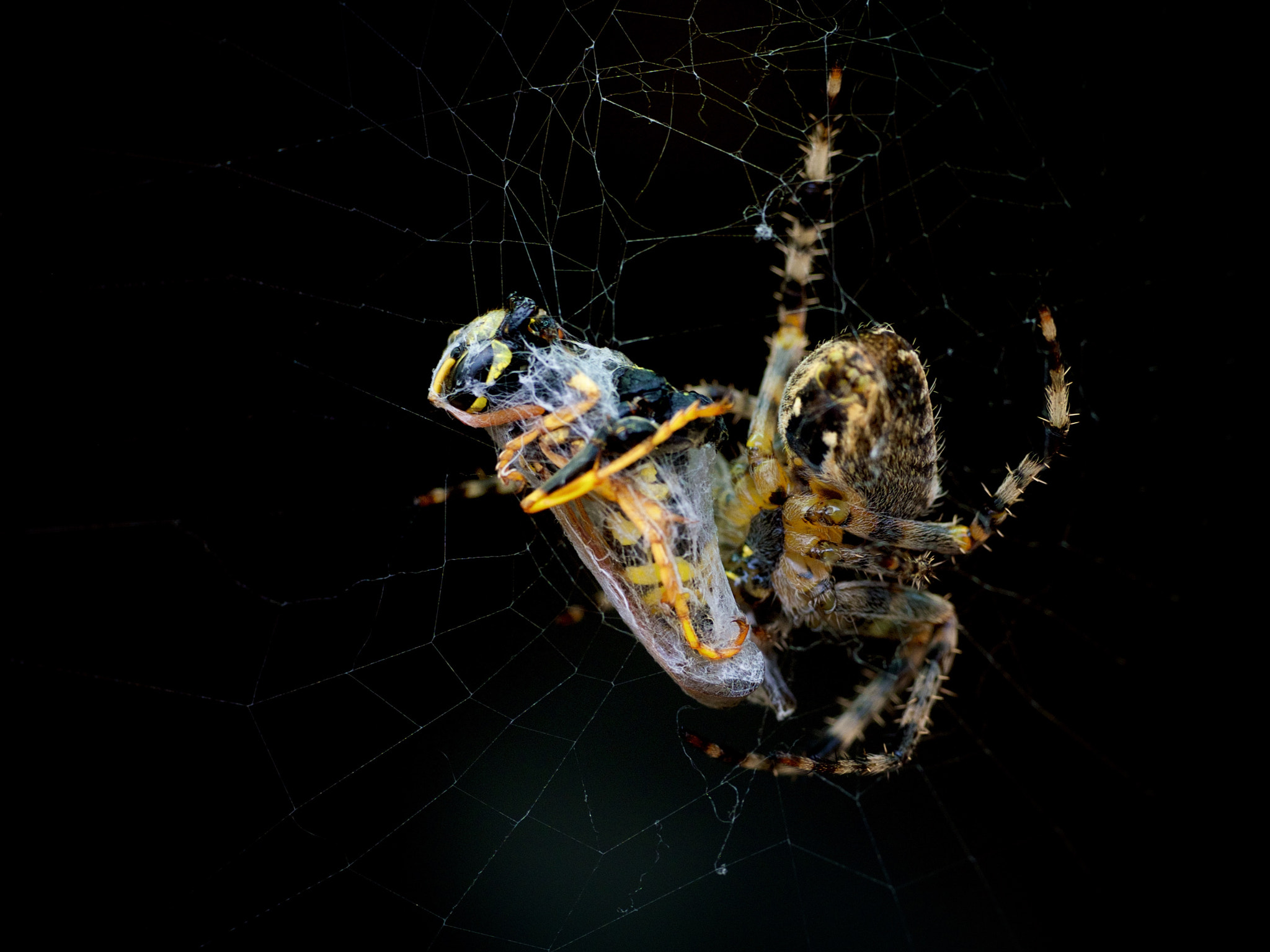 Panasonic Leica DG Macro-Elmarit 45mm F2.8 ASPH OIS sample photo. Garden spider photography