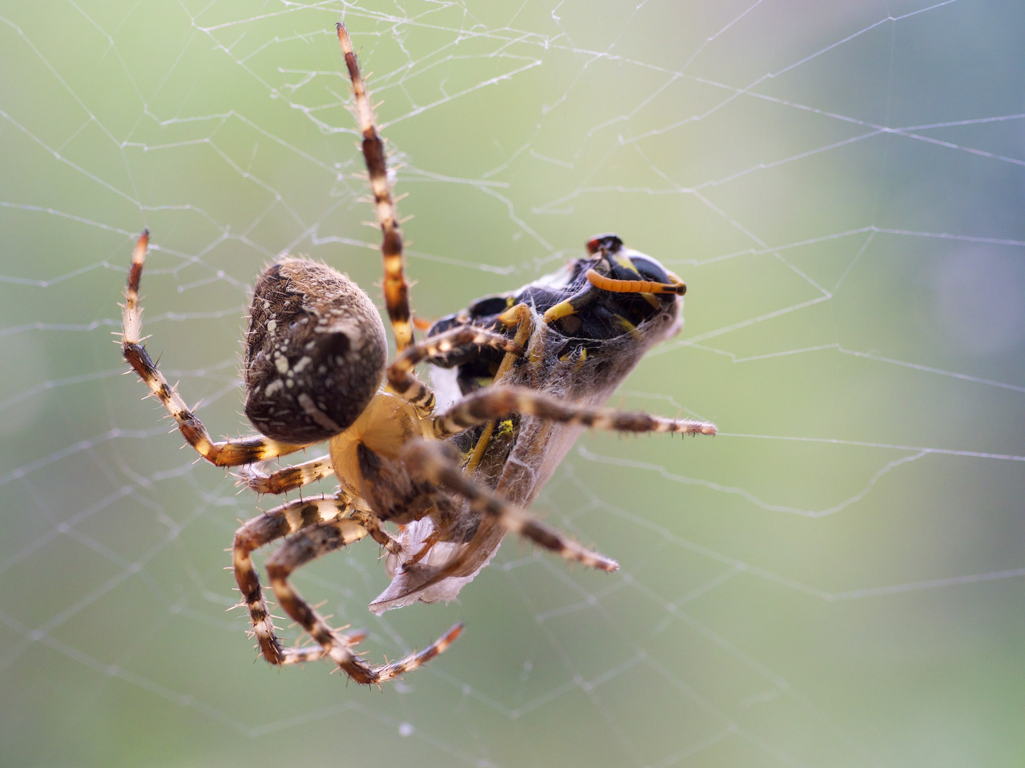 Panasonic Leica DG Macro-Elmarit 45mm F2.8 ASPH OIS sample photo. Garden spider photography