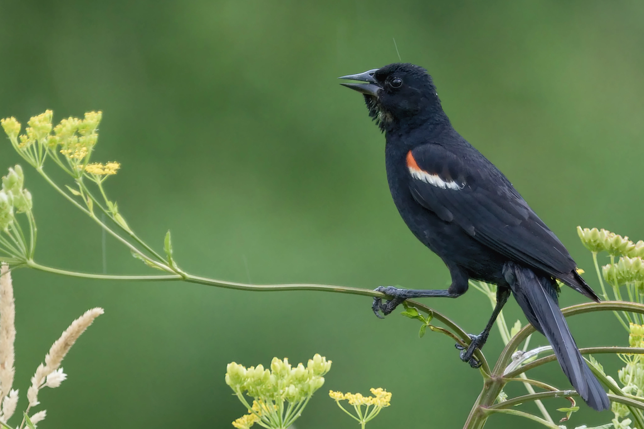 Canon EOS 750D (EOS Rebel T6i / EOS Kiss X8i) + Canon EF 100-400mm F4.5-5.6L IS USM sample photo. Red winged blackbird photography