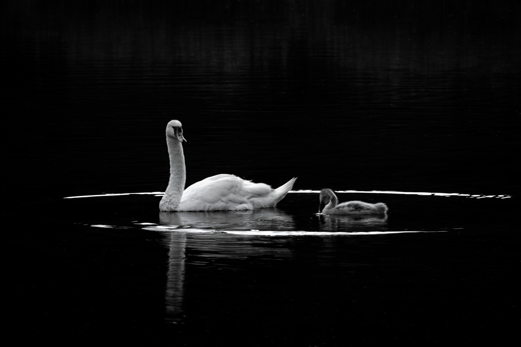 Canon EF 70-200mm F2.8L IS II USM sample photo. Swans photography