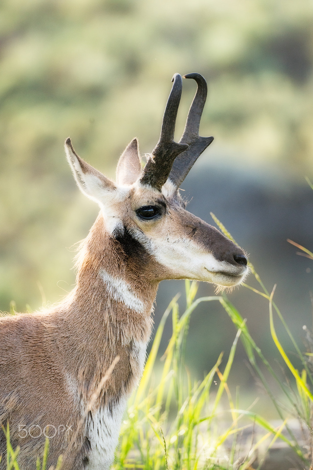 150-600mm F5-6.3 DG OS HSM | Contemporary 015 sample photo. Pronghorn portraiture up close photography