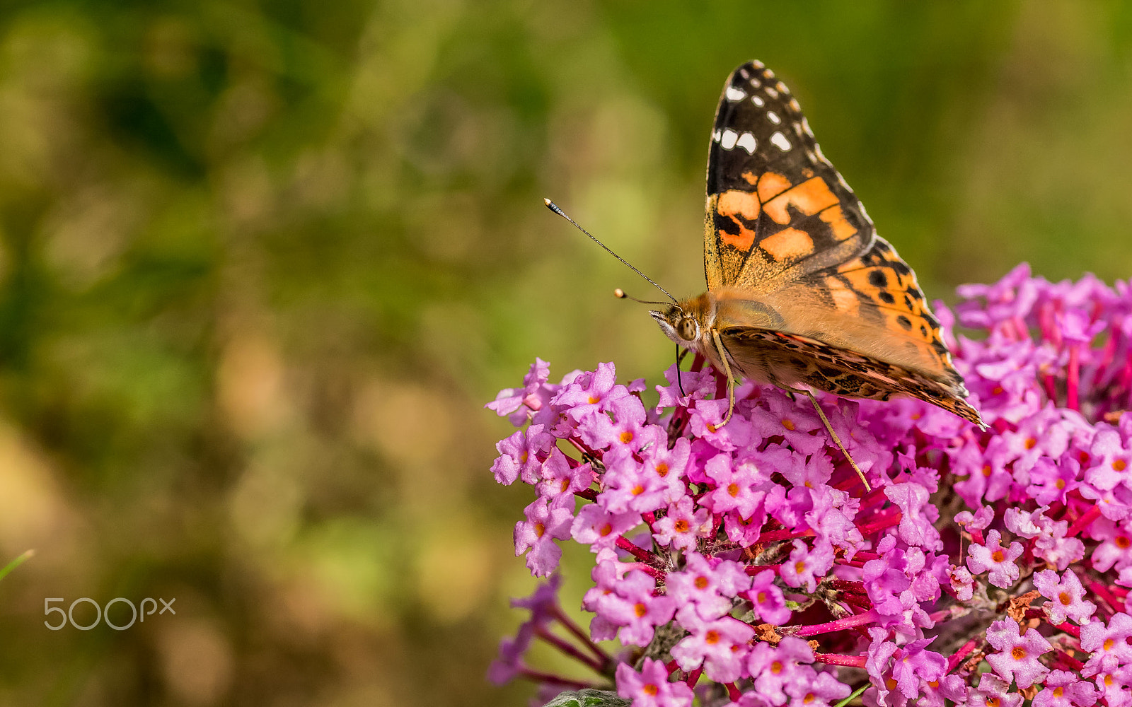 Canon EOS 7D Mark II + Canon EF 135mm F2L USM sample photo. Butterfly photography