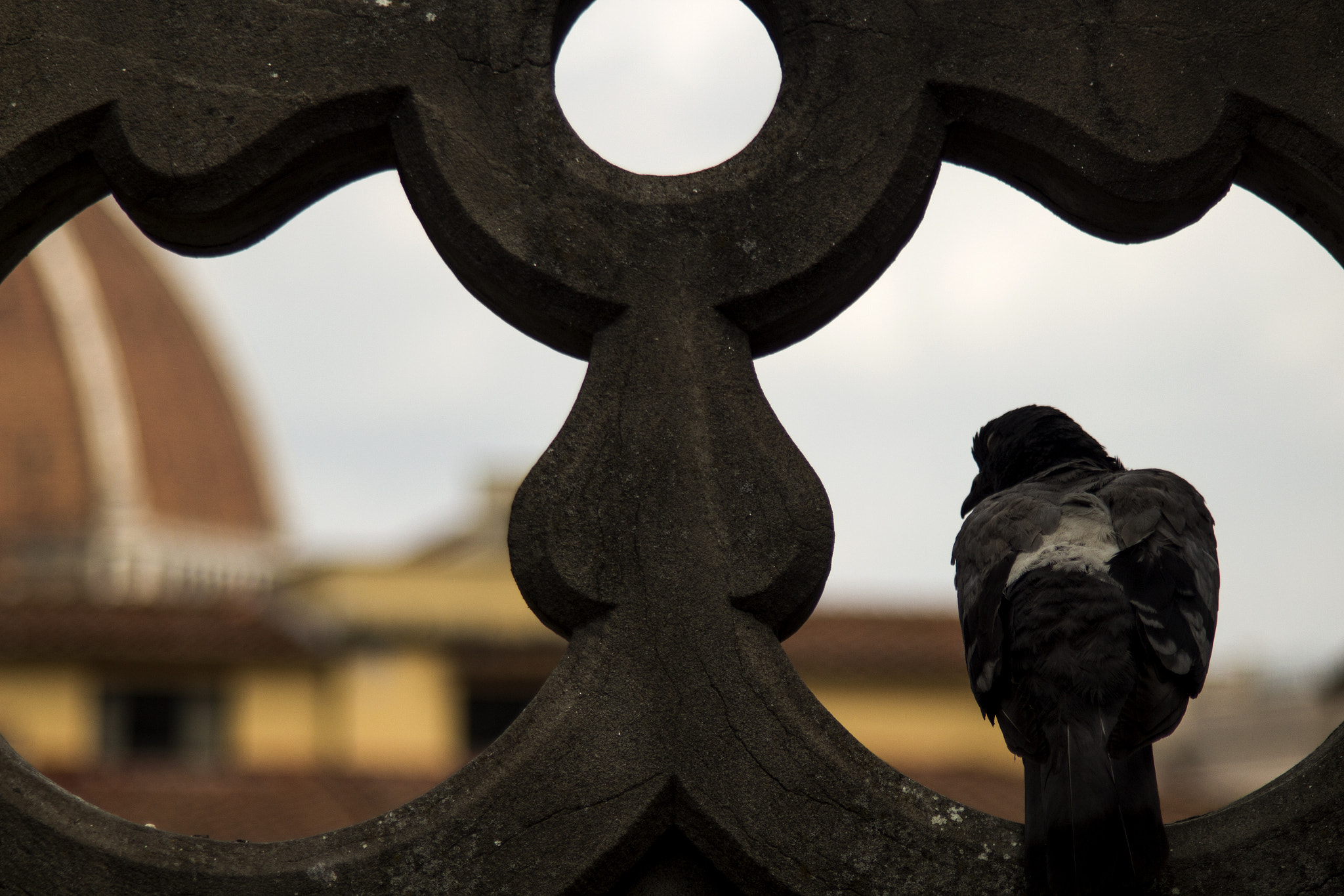 Canon EF 35-135mm f/4-5.6 USM sample photo. Dove photography