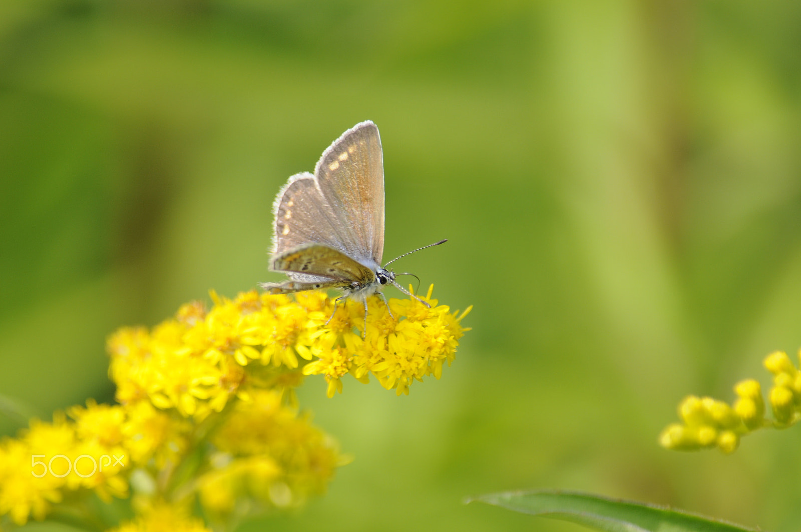 Nikon D300 + Nikon AF-S DX Nikkor 55-300mm F4.5-5.6G ED VR sample photo. White butterfly on yellow flower photography