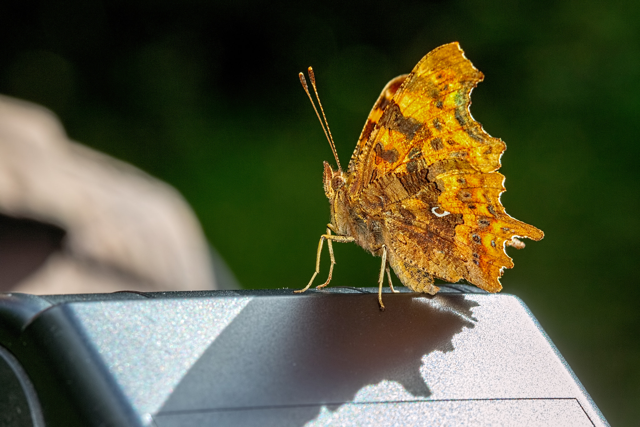 Canon EF 100mm F2.8 Macro USM sample photo. Comma on a flash photography