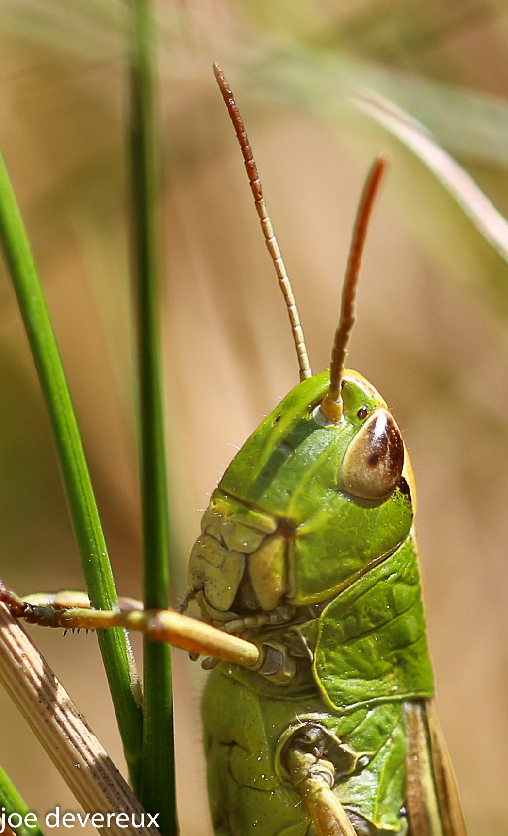 Sigma 105mm F2.8 EX DG OS HSM sample photo. Meadow grasshopper  photography