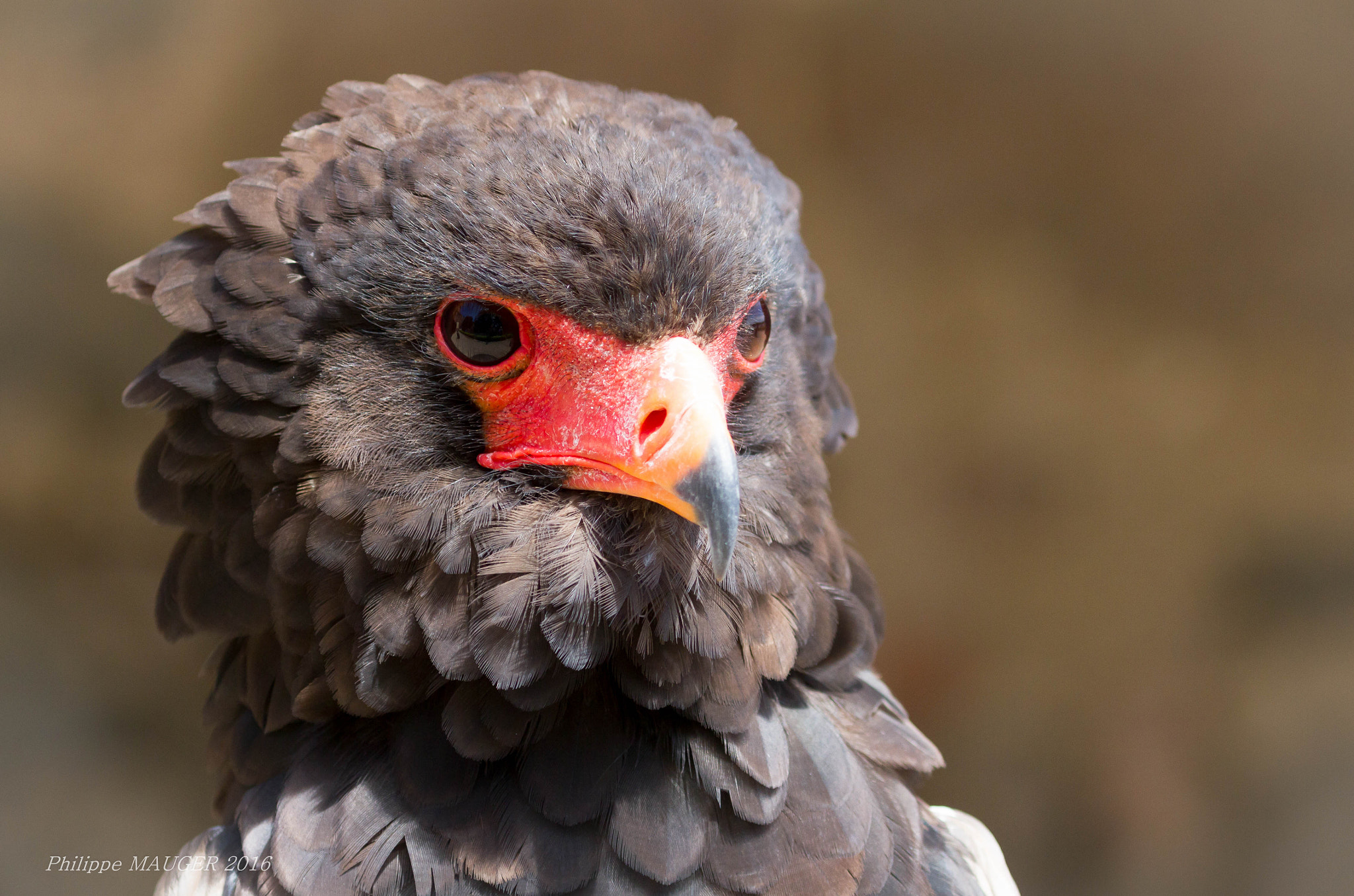 Canon EF 100-400mm F4.5-5.6L IS USM sample photo. Aigle bateleur photography