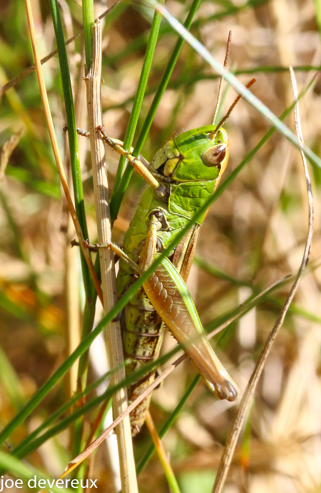 Sigma 105mm F2.8 EX DG OS HSM sample photo. Meadow grasshopper  photography