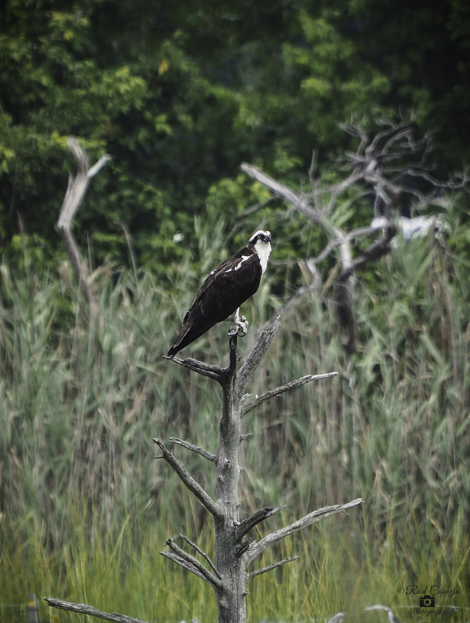 Olympus Zuiko Digital ED 70-300mm F4.0-5.6 sample photo. Osprey... photography