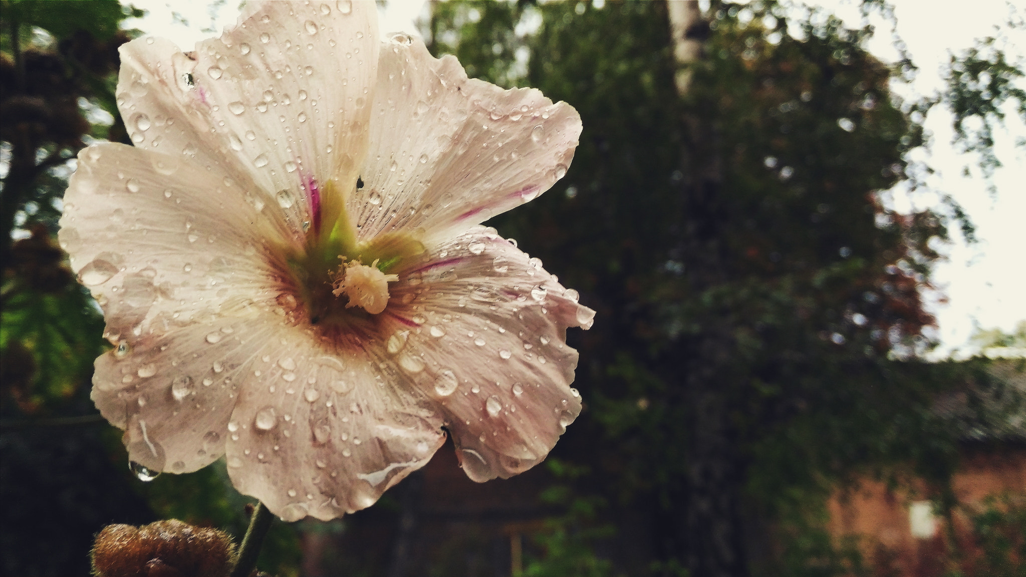ASUS ZenFone Max (ZC550KL) sample photo. After the rain photography