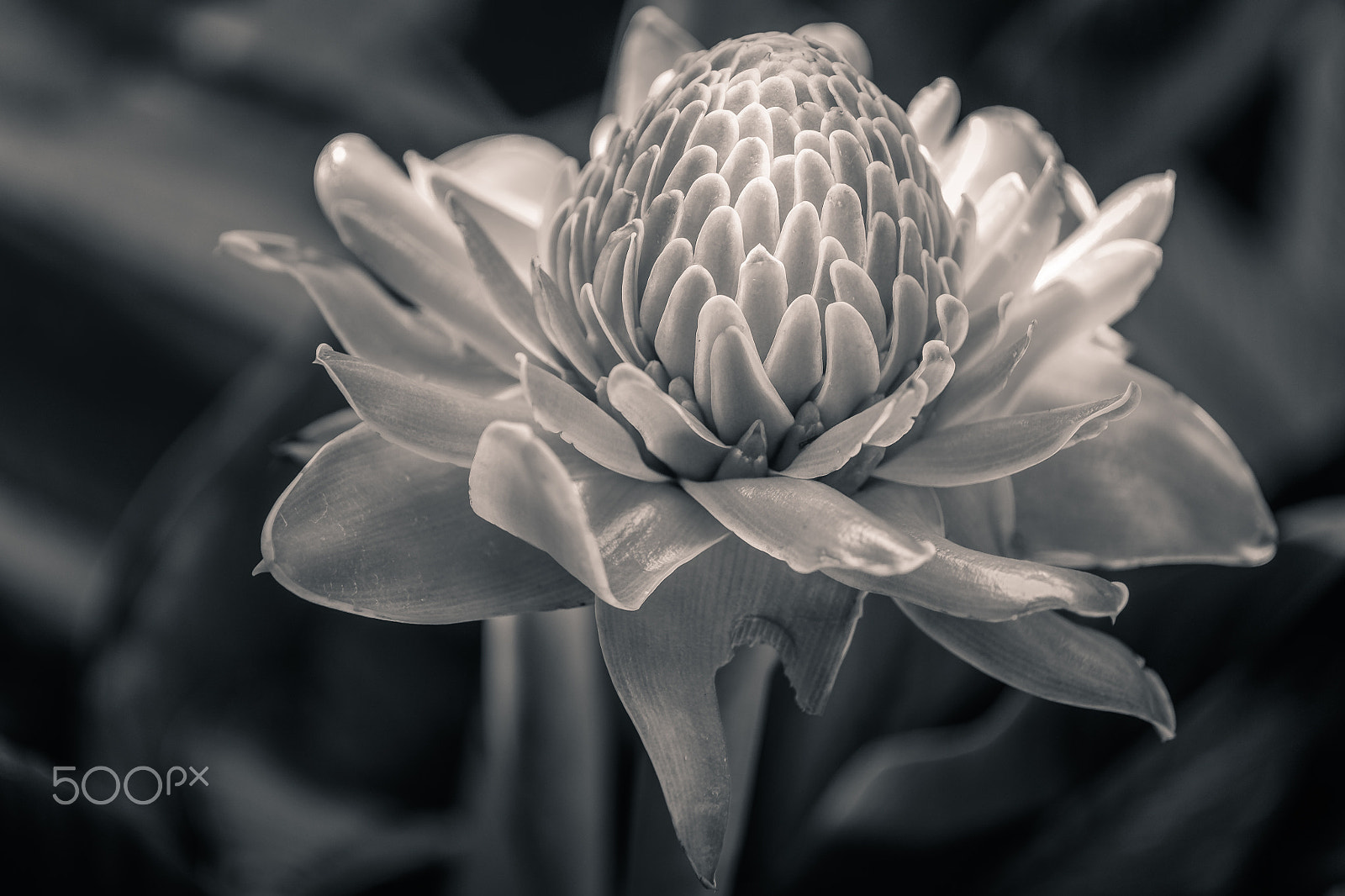 ZEISS Touit 50mm F2.8 sample photo. Ginger photography