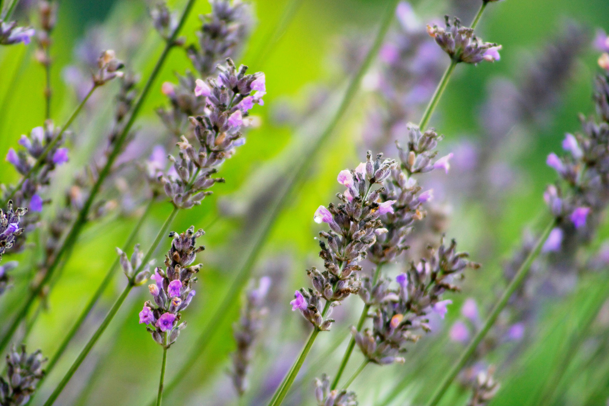 Canon EF 55-200mm F4.5-5.6 II USM sample photo. Flora photography