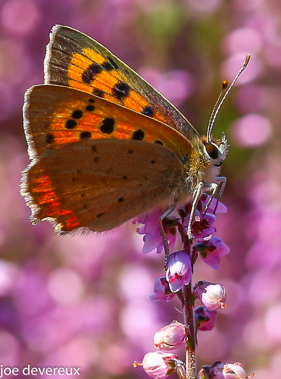 Sigma 105mm F2.8 EX DG OS HSM sample photo. Small copper  photography