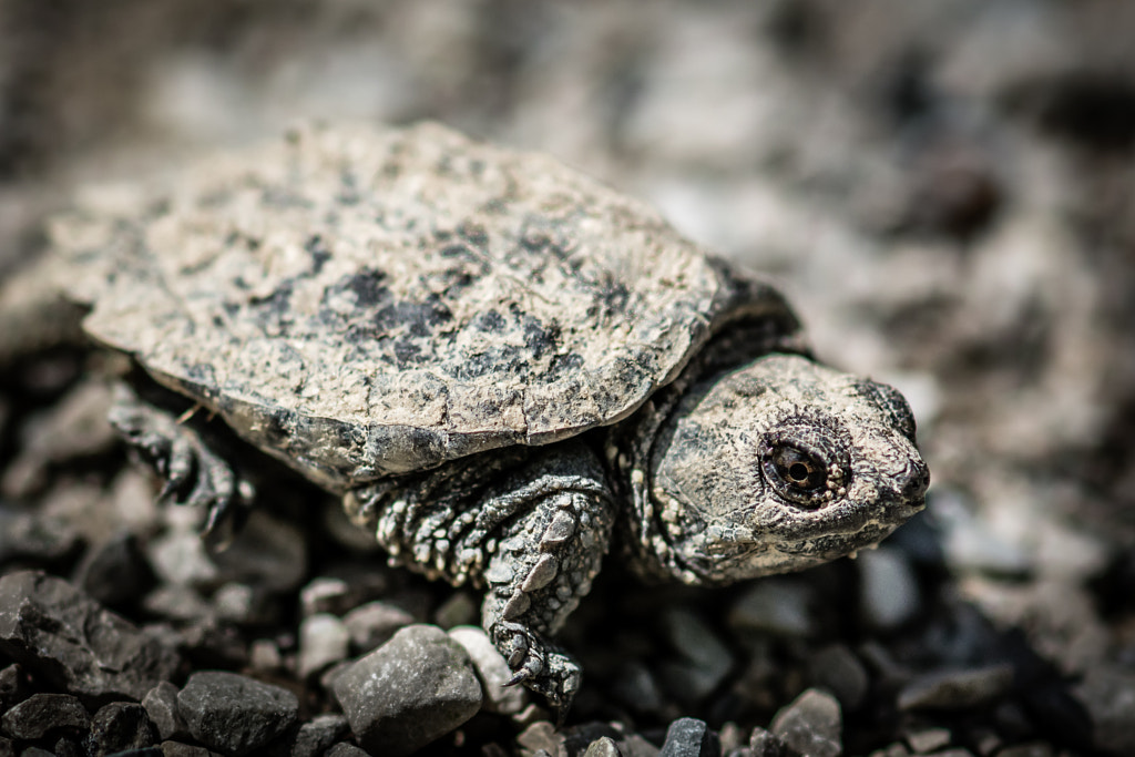 Baby Snapping Turtle by Jim Elve on 500px.com
