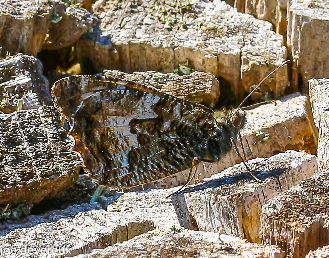 Sigma 105mm F2.8 EX DG OS HSM sample photo. Grayling photography