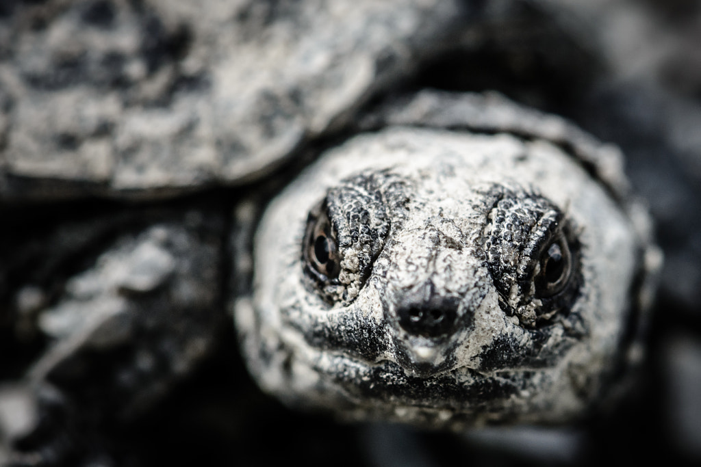 Baby Snapping Turtle Close Up by Jim Elve on 500px.com