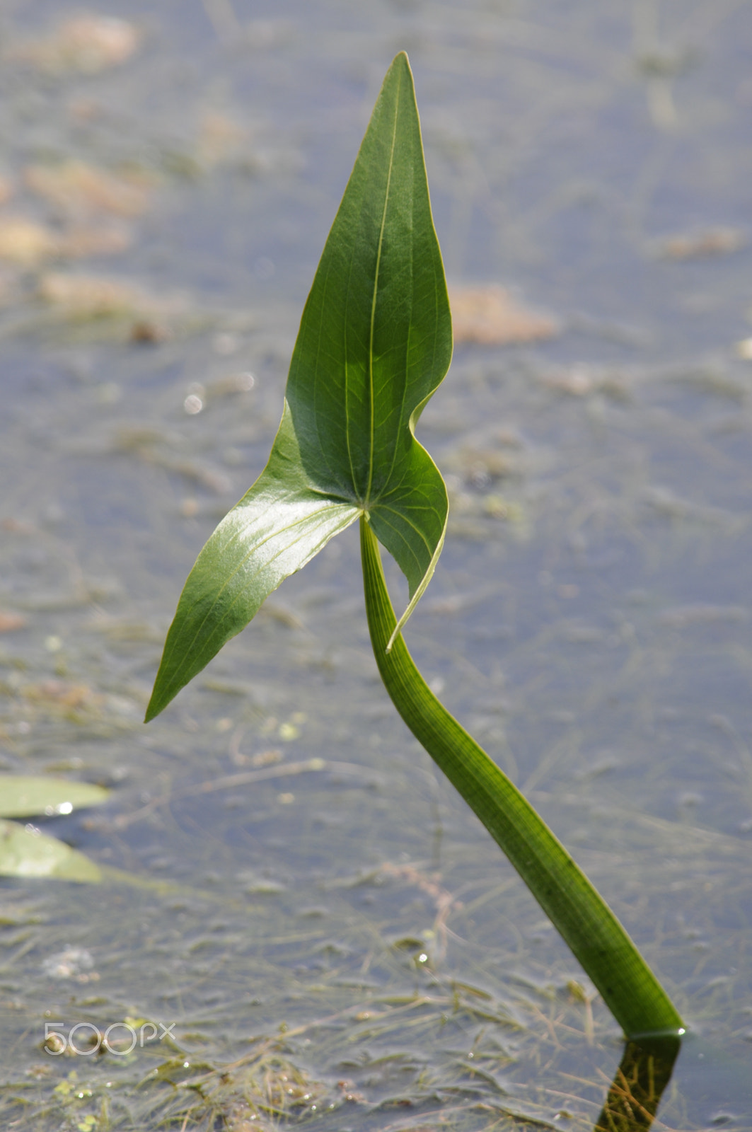 Nikon D300 sample photo. Waterplant photography
