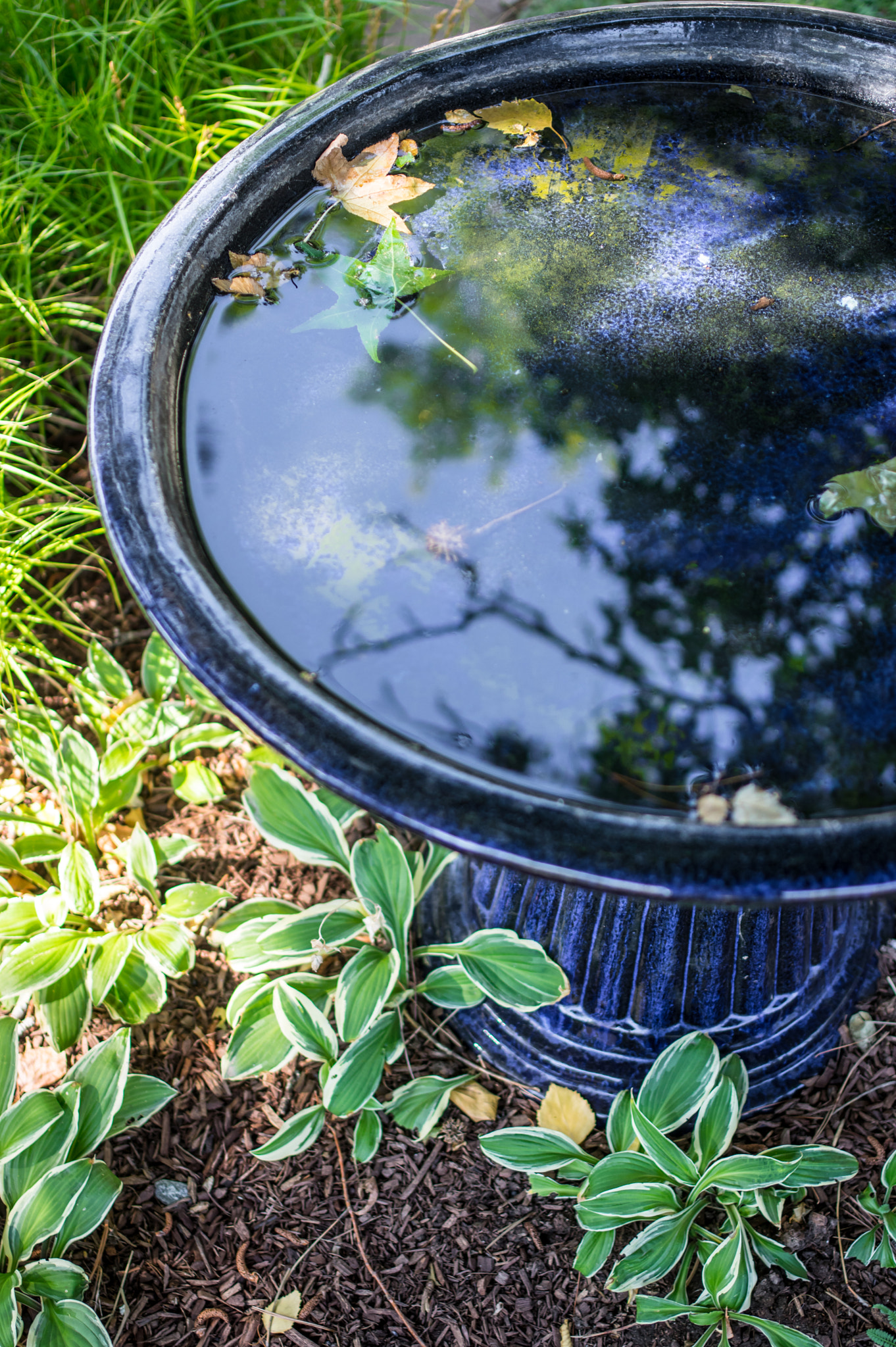 Pentax K-3 + Pentax smc DA 35mm F2.4 AL sample photo. Nature's reflection photography