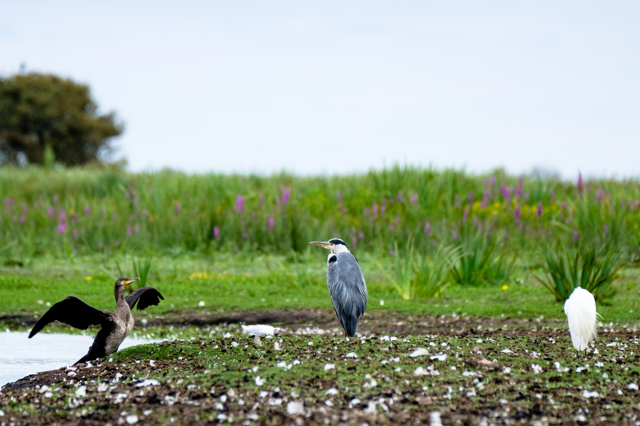 Fujifilm XF 100-400mm F4.5-5.6 R LM OIS WR sample photo. 3 birds and a swamp photography
