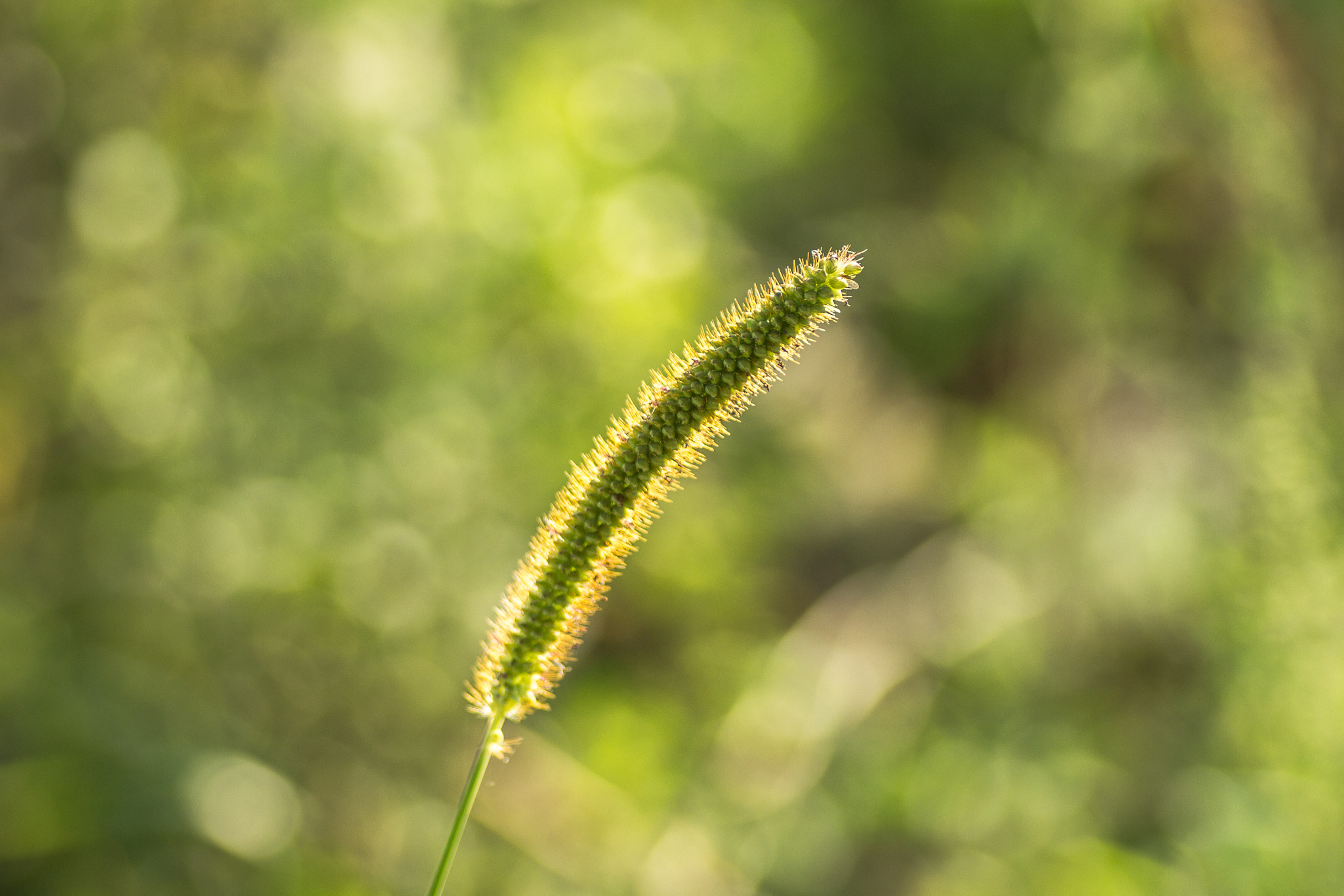 Canon EOS 700D (EOS Rebel T5i / EOS Kiss X7i) + Tamron SP AF 90mm F2.8 Di Macro sample photo. Grass photography