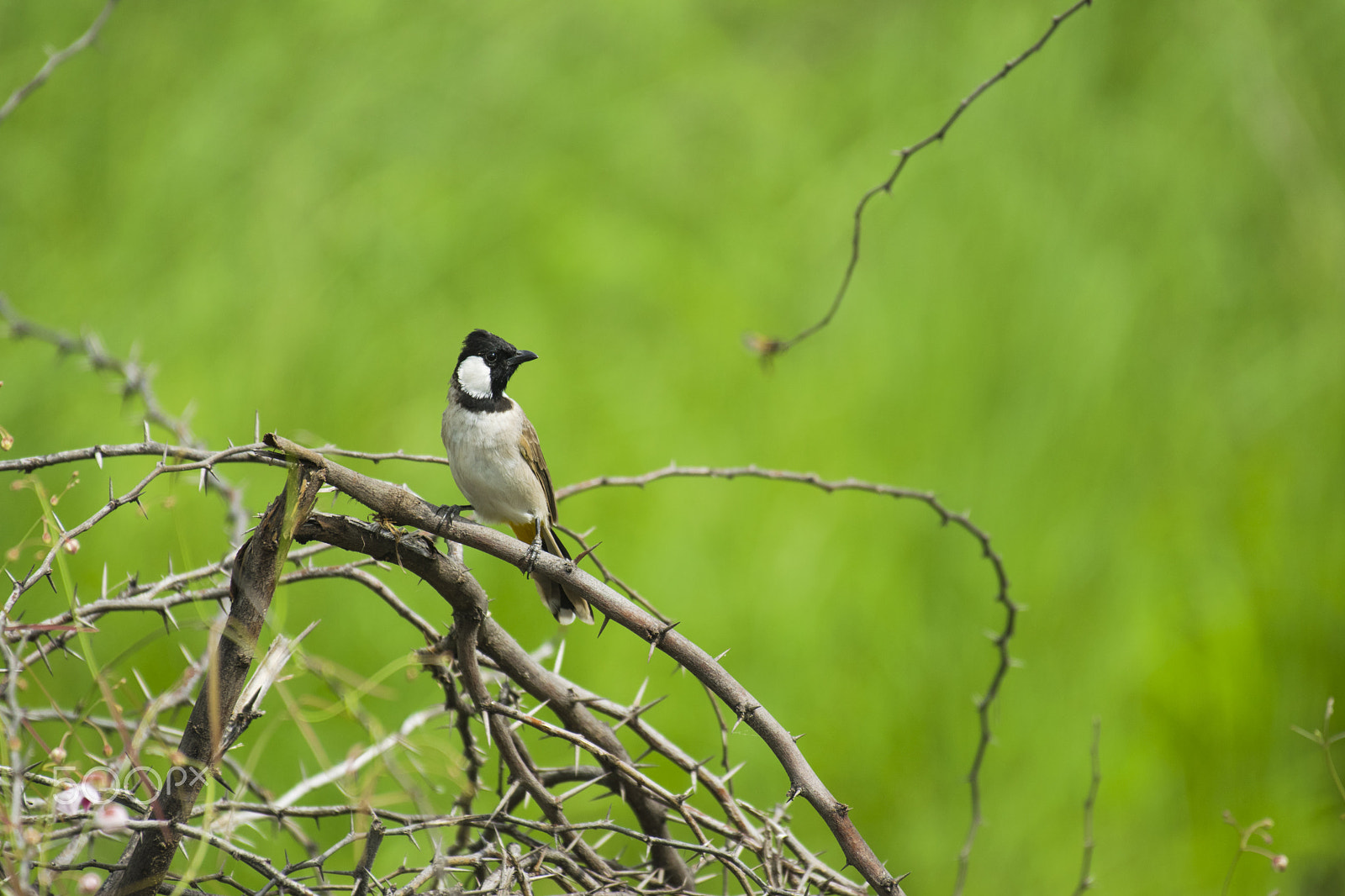 Nikon AF-S Nikkor 200-500mm F5.6E ED VR sample photo. #whie_eared_bulbul photography