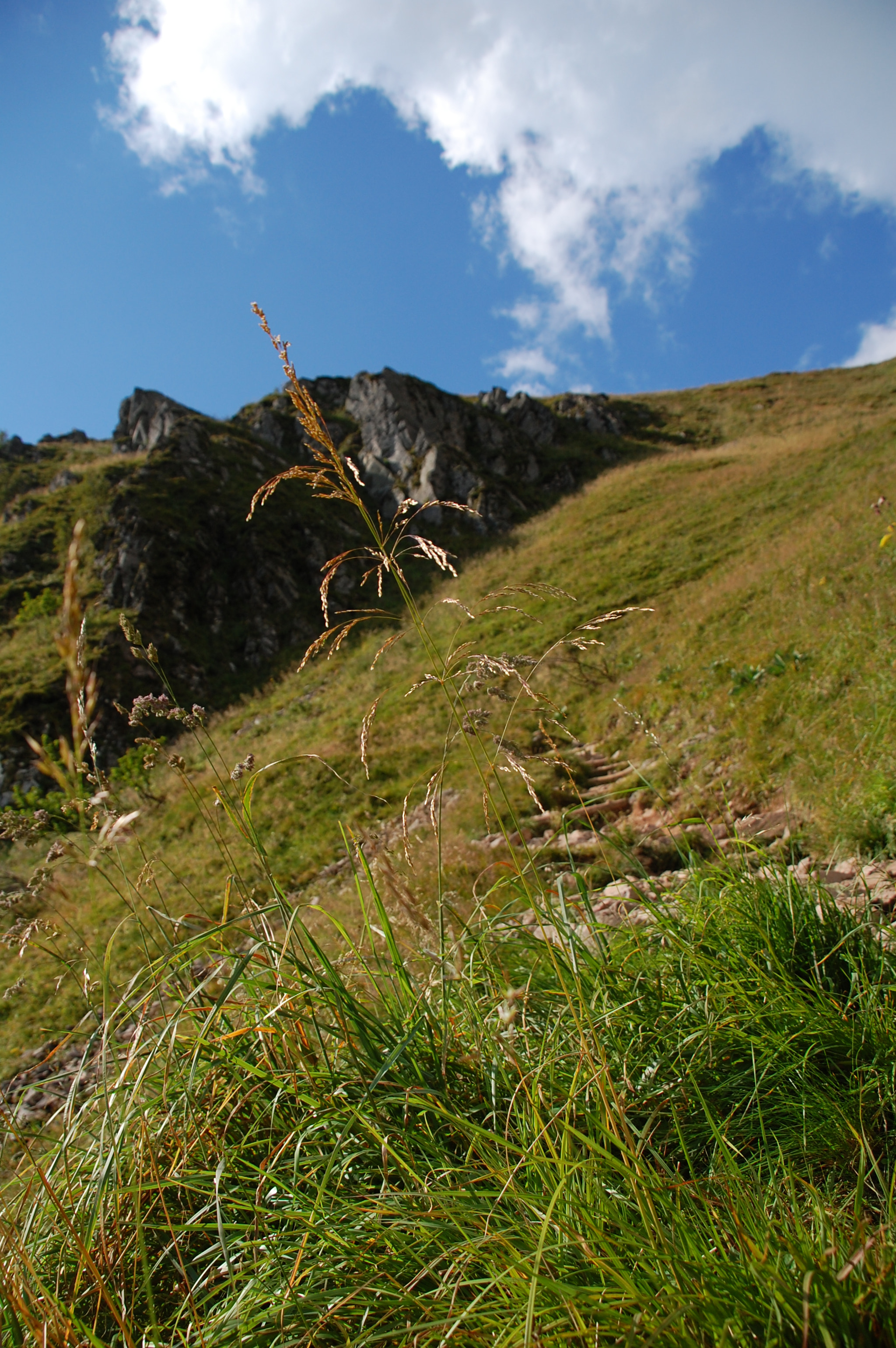 Nikon D40 + Sigma 18-200mm F3.5-6.3 DC sample photo. Le hohneck photography