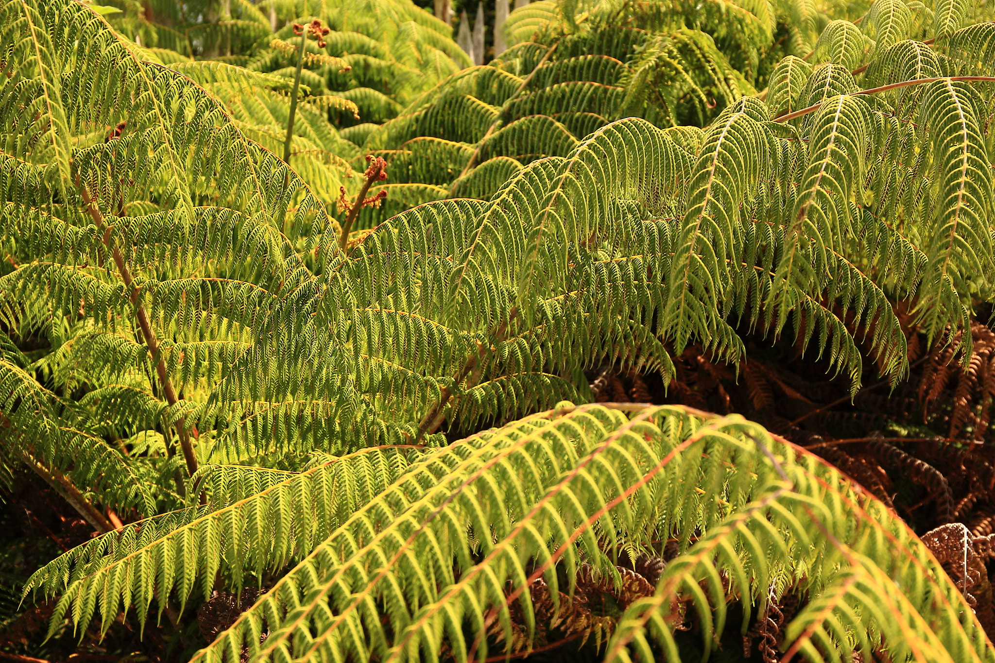 Canon EF 24-70mm F4L IS USM sample photo. Ferns photography