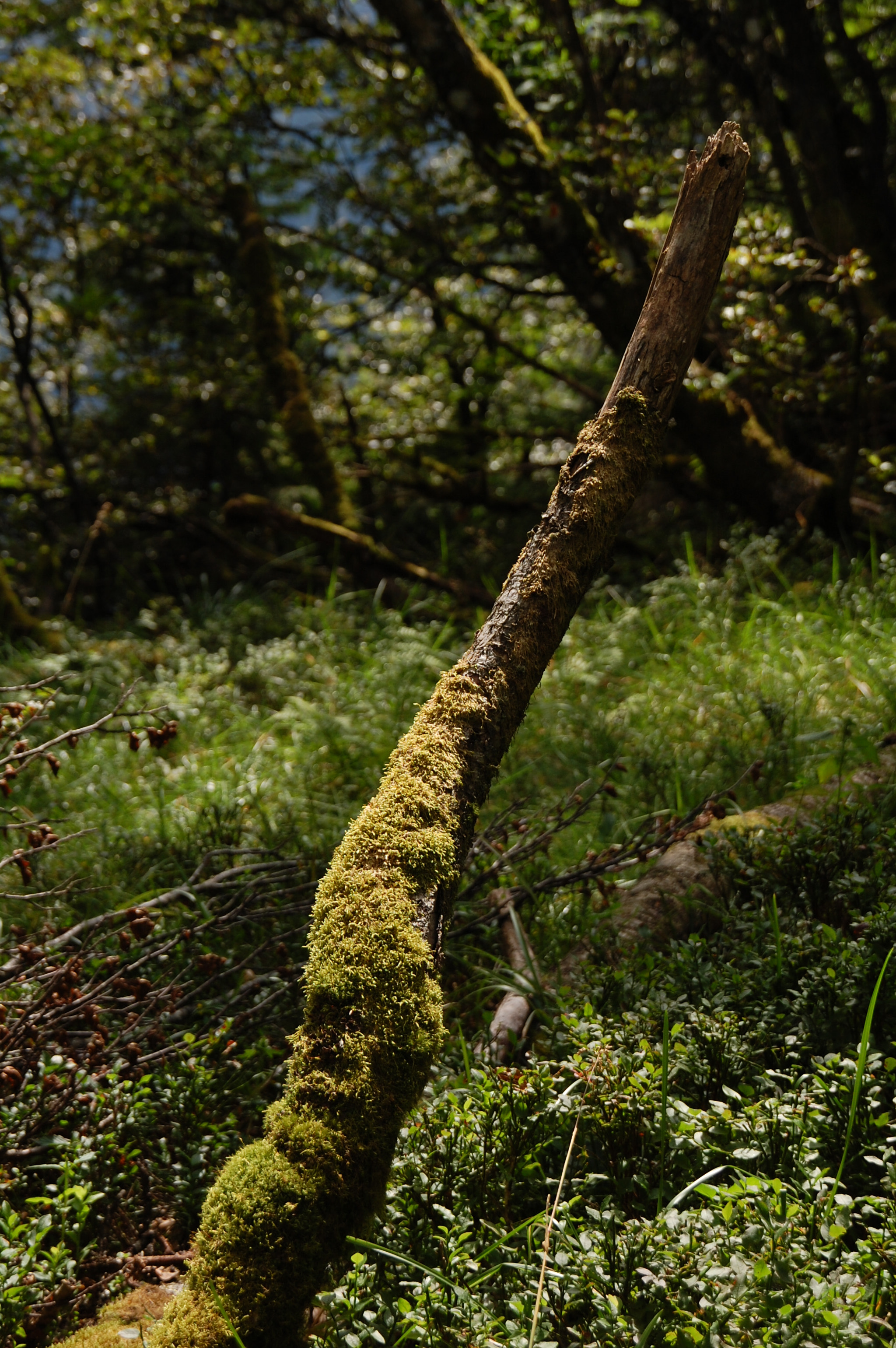 Nikon D40 + Sigma 18-200mm F3.5-6.3 DC sample photo. Trunk photography