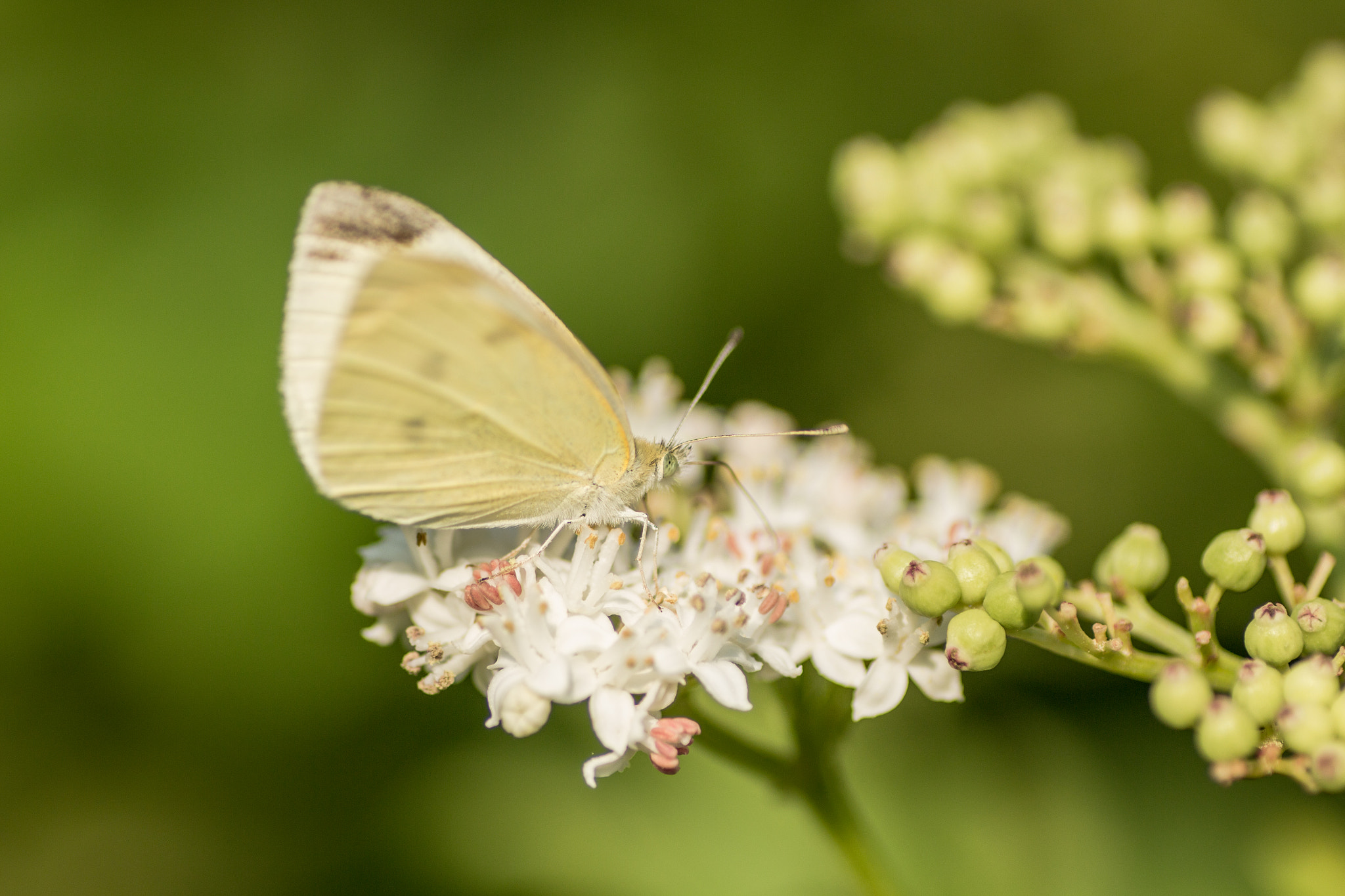 Canon EOS 700D (EOS Rebel T5i / EOS Kiss X7i) + Tamron SP AF 90mm F2.8 Di Macro sample photo. Butterfly photography
