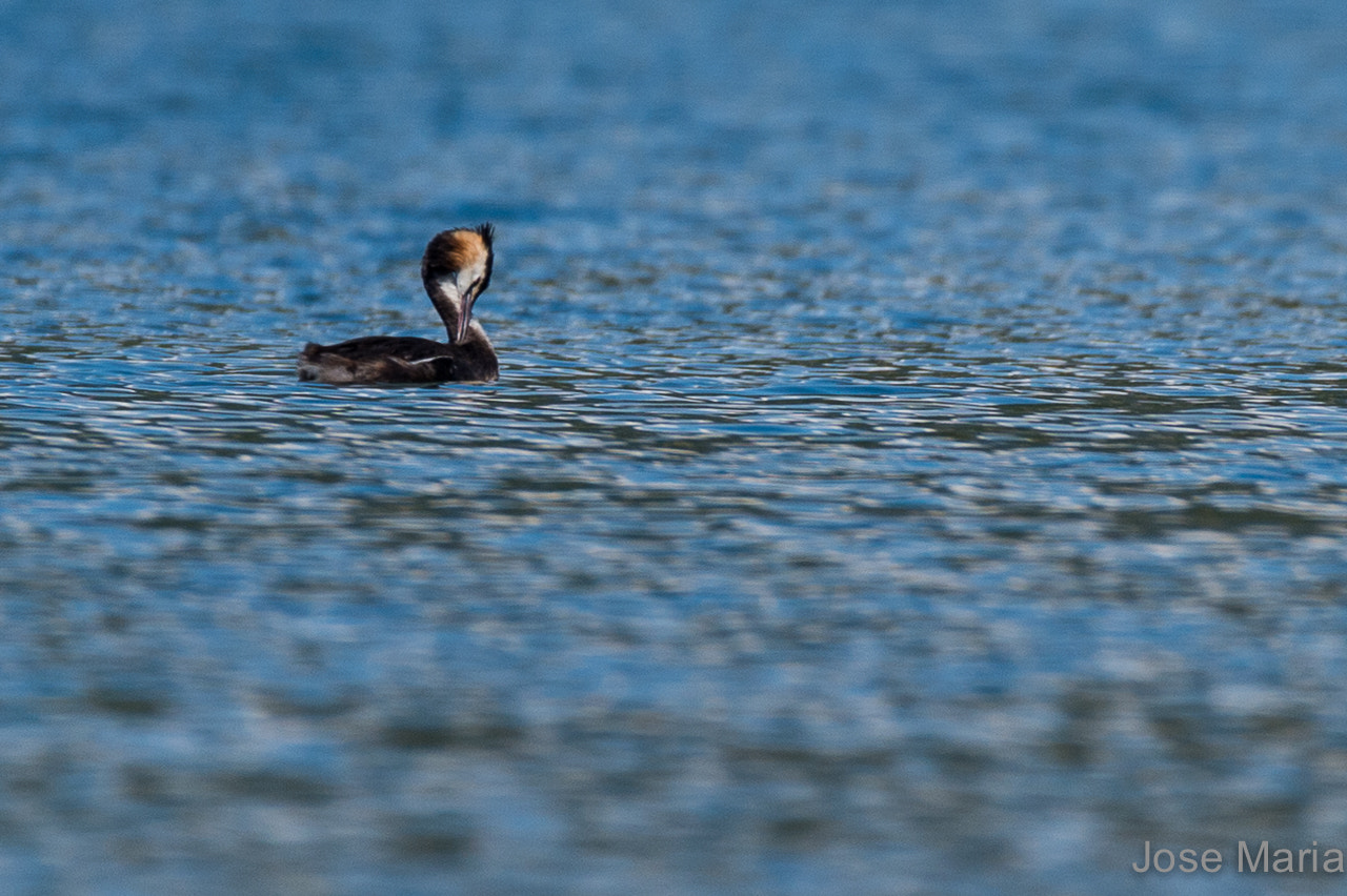 Sigma 150-600mm F5-6.3 DG OS HSM | S sample photo. Great crested grebe photography