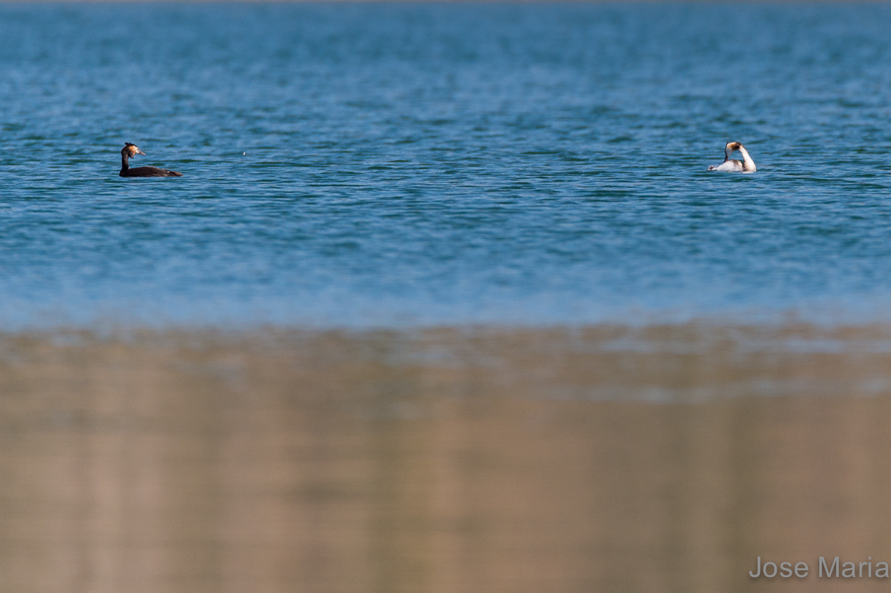 Sigma 150-600mm F5-6.3 DG OS HSM | S sample photo. Great crested grebe photography
