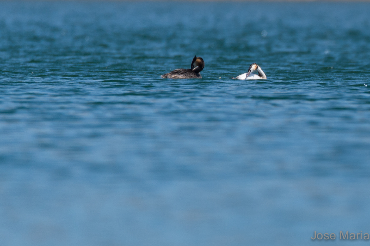 Sigma 150-600mm F5-6.3 DG OS HSM | S sample photo. Great crested grebe photography