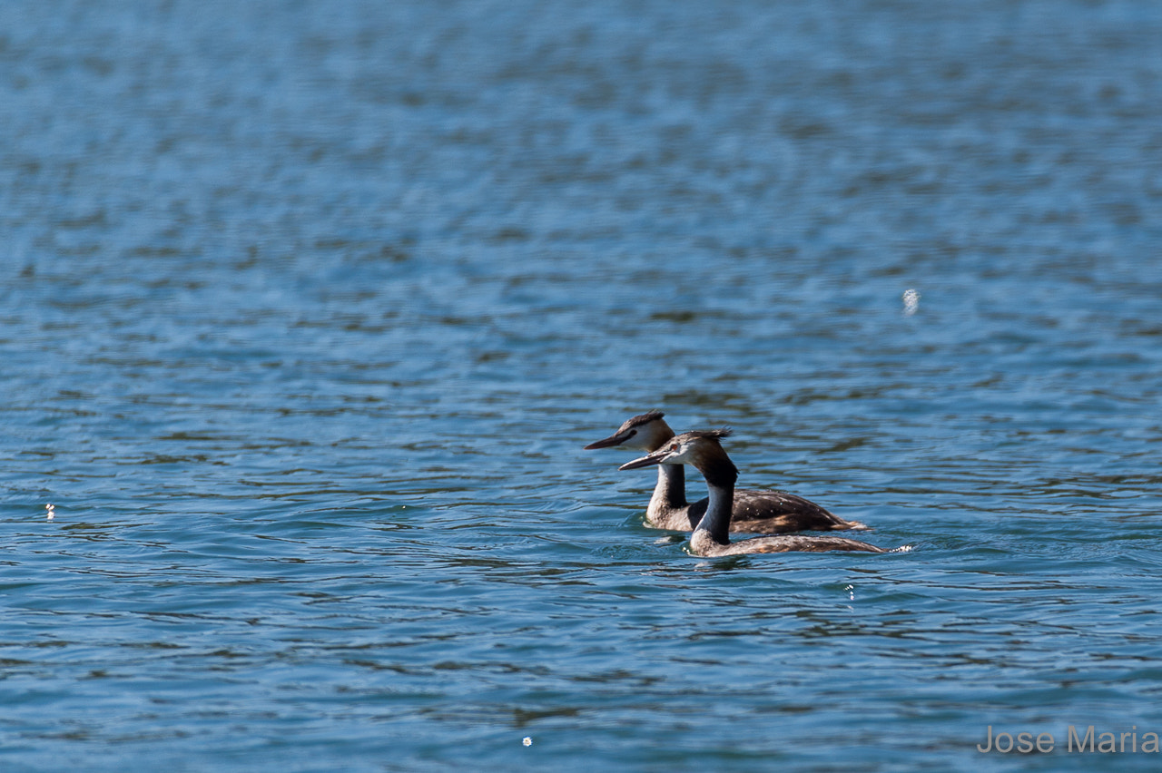 Sigma 150-600mm F5-6.3 DG OS HSM | S sample photo. Great crested grebe photography