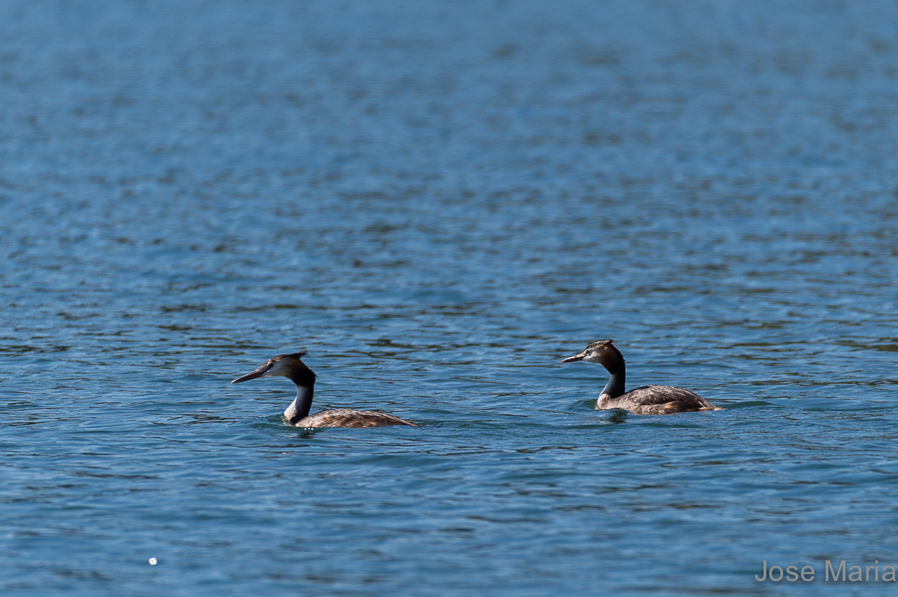 Sigma 150-600mm F5-6.3 DG OS HSM | S sample photo. Great crested grebe photography