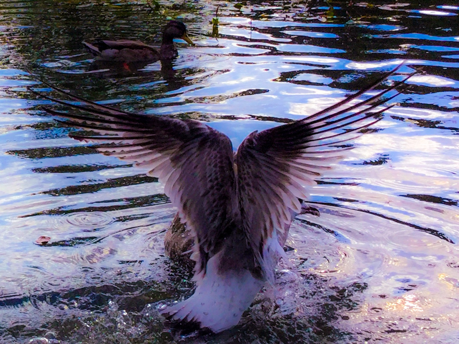 iPad Air 2 back camera 3.3mm f/2.4 sample photo. 'streching wings' photography