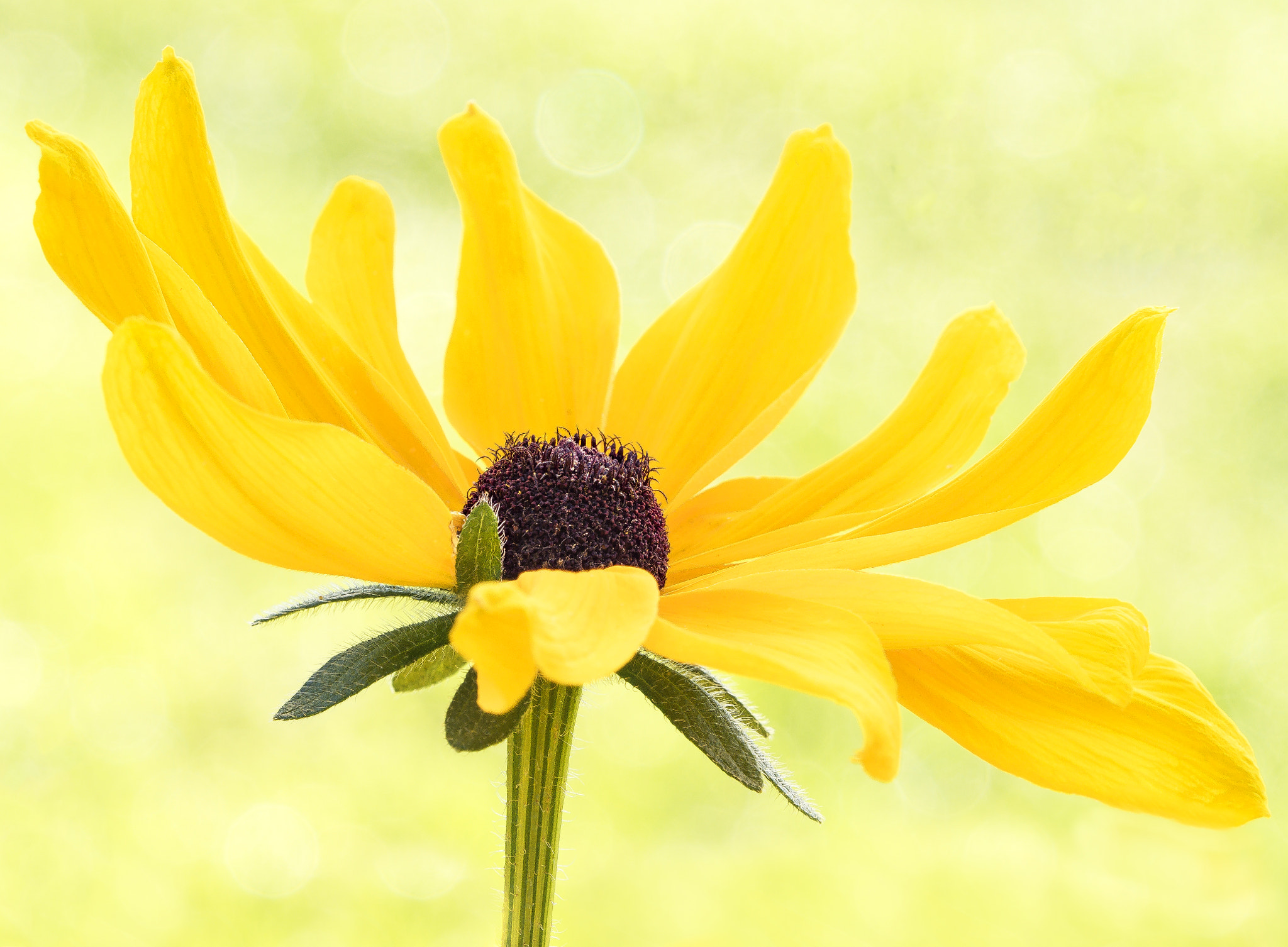 Olympus OM-D E-M5 II + Olympus M.Zuiko Digital ED 40-150mm F2.8 Pro sample photo. Happy mellow yellow ... photography
