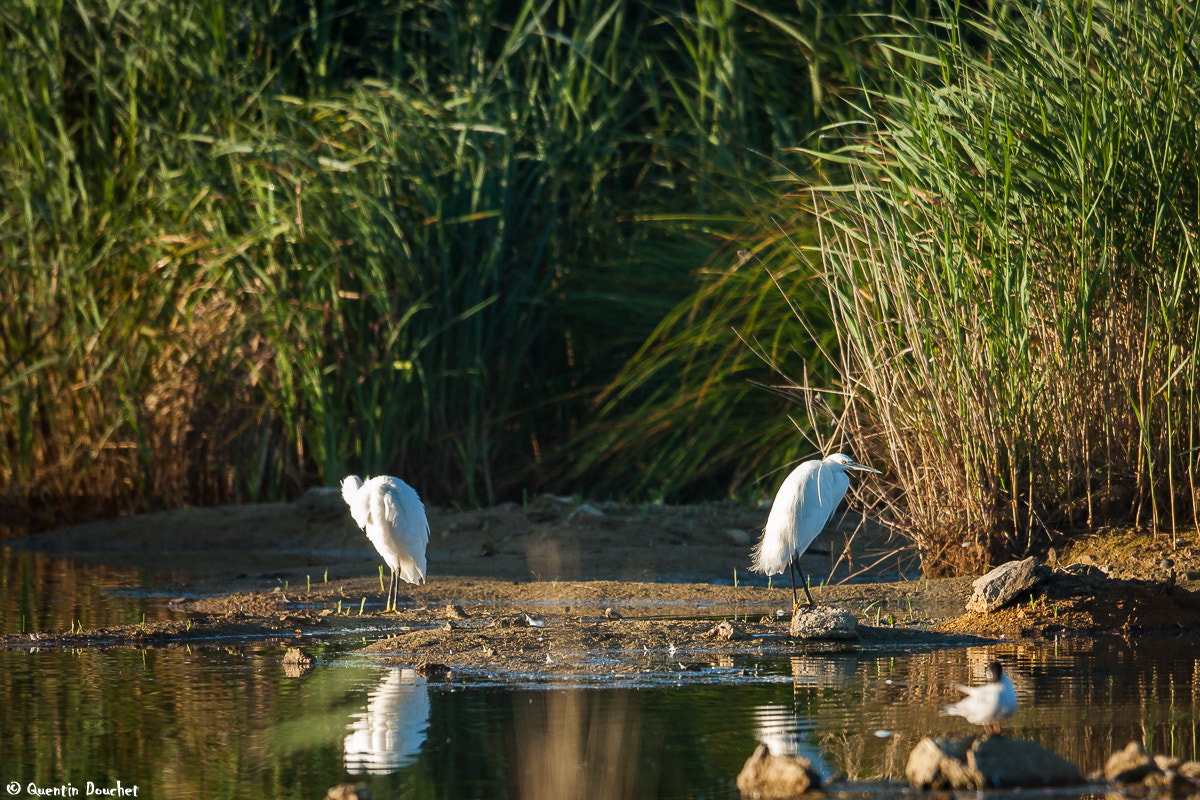 Canon EOS 450D (EOS Rebel XSi / EOS Kiss X2) + Canon EF 600mm F4L IS II USM sample photo. Deux aigrette garzette photography