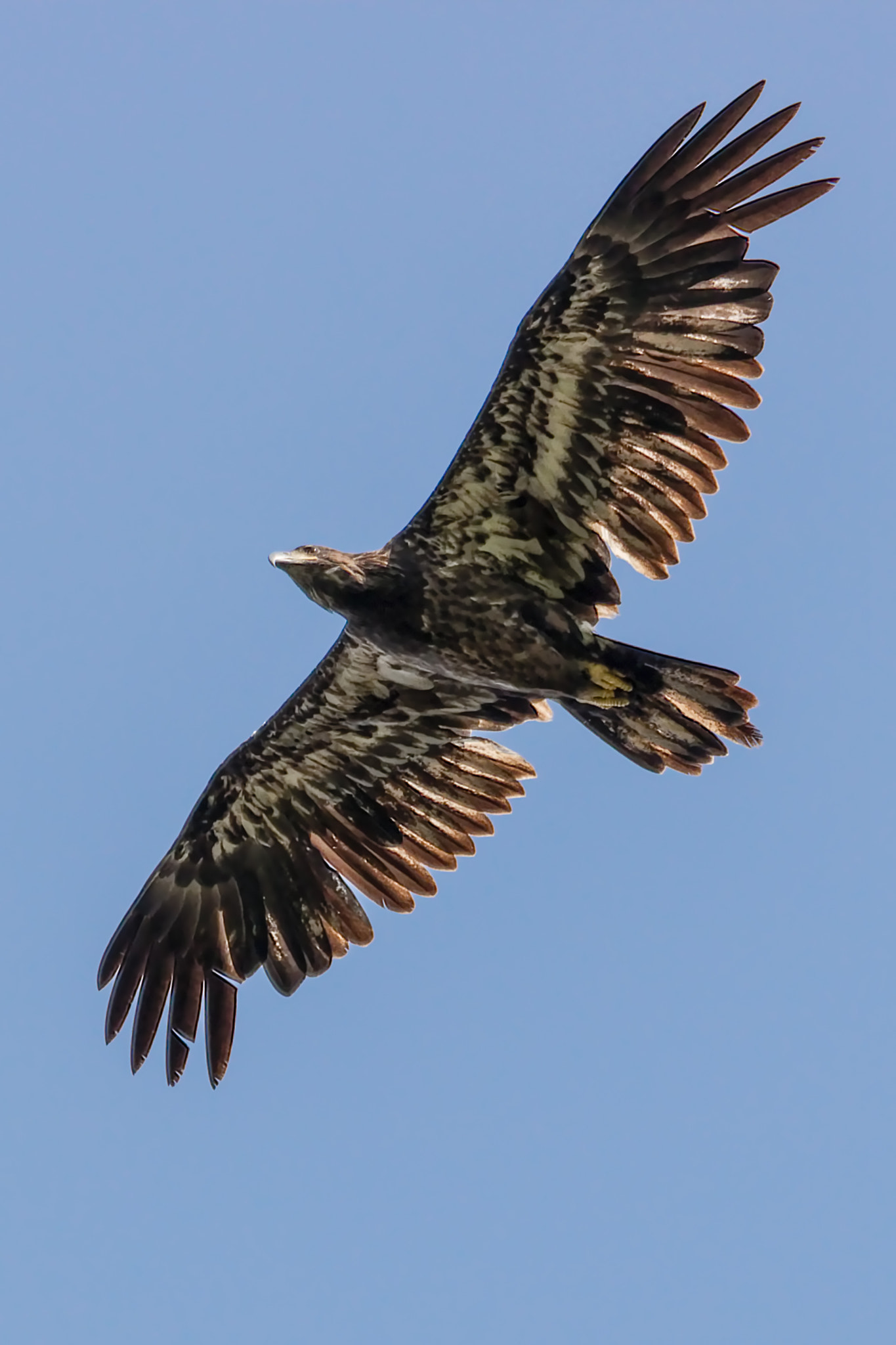 Canon EF 100-400mm F4.5-5.6L IS USM sample photo. On the hunt photography