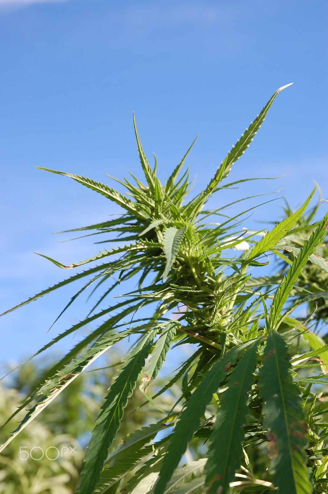 Nikon D40 sample photo. Marijuana photography