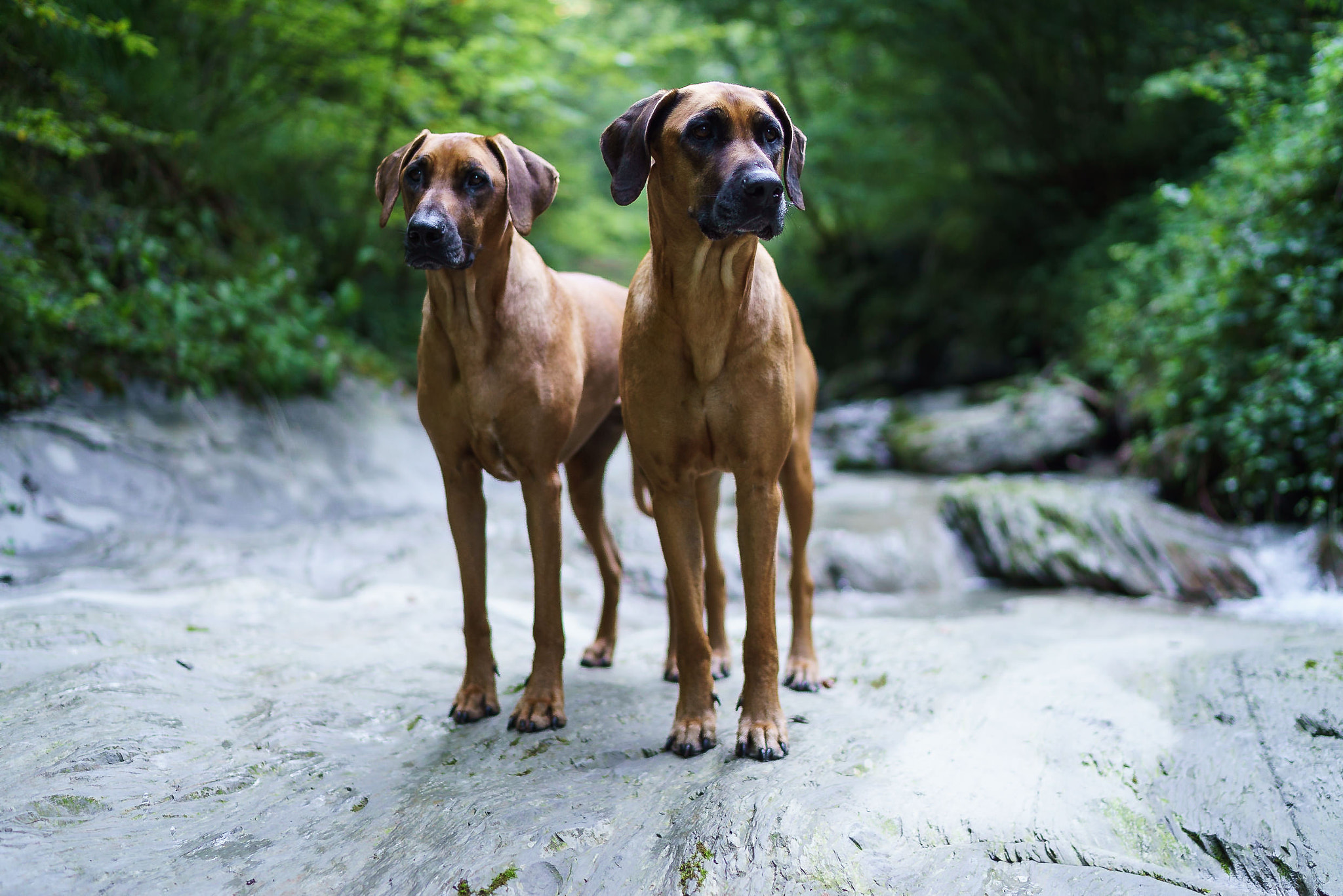 Sony a7S II + Sony Distagon T* FE 35mm F1.4 ZA sample photo. Akua & artemis. photography