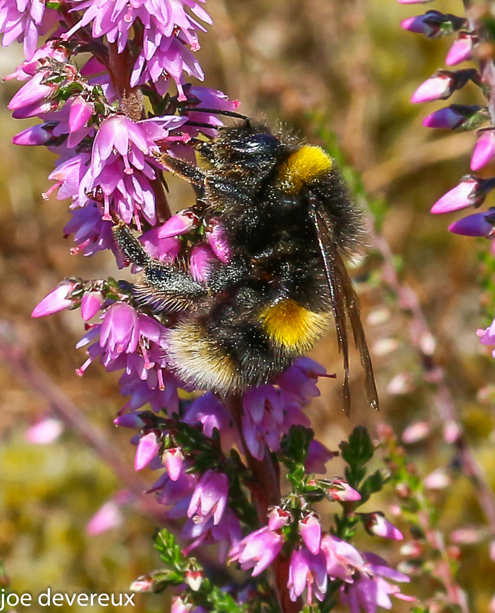Sigma 105mm F2.8 EX DG OS HSM sample photo. Bumble bee  photography