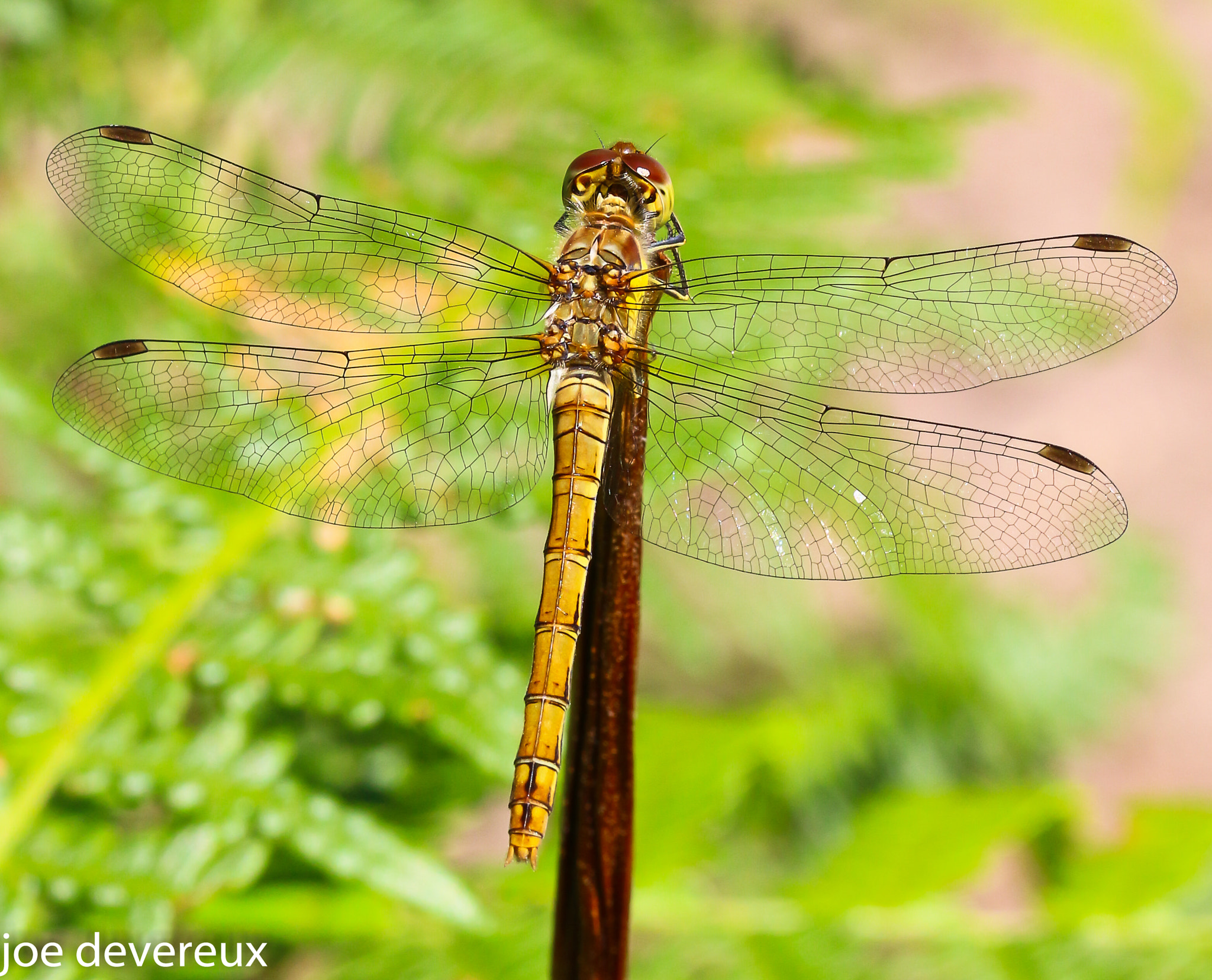Sigma 105mm F2.8 EX DG OS HSM sample photo. Common darter photography